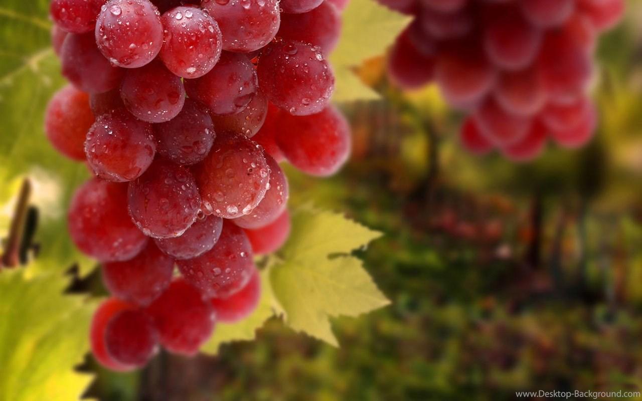 Attractive Grape Wallpaper 12 － Cate Wallpaper Free Download