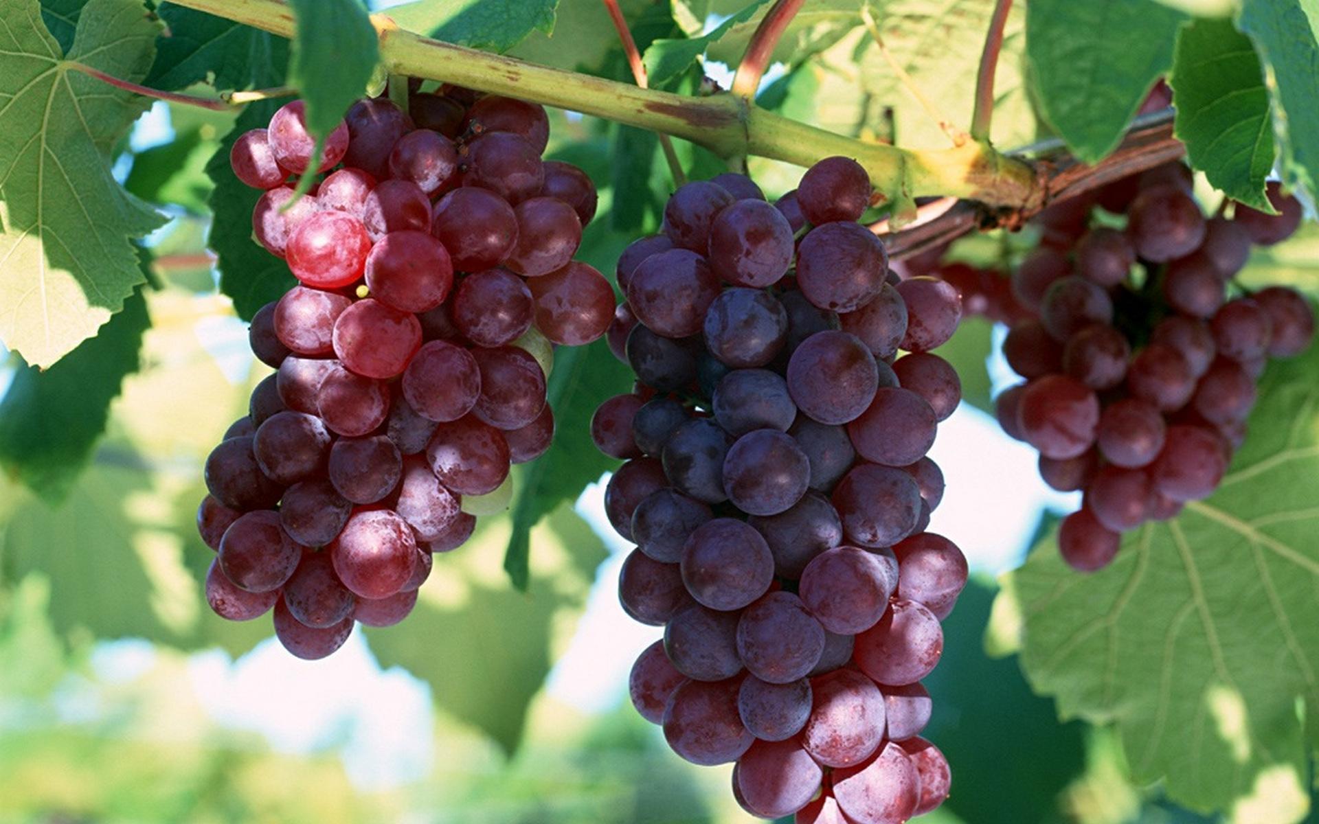 Best HD Walls of Grapes, HDQ Grapes Wallpaper