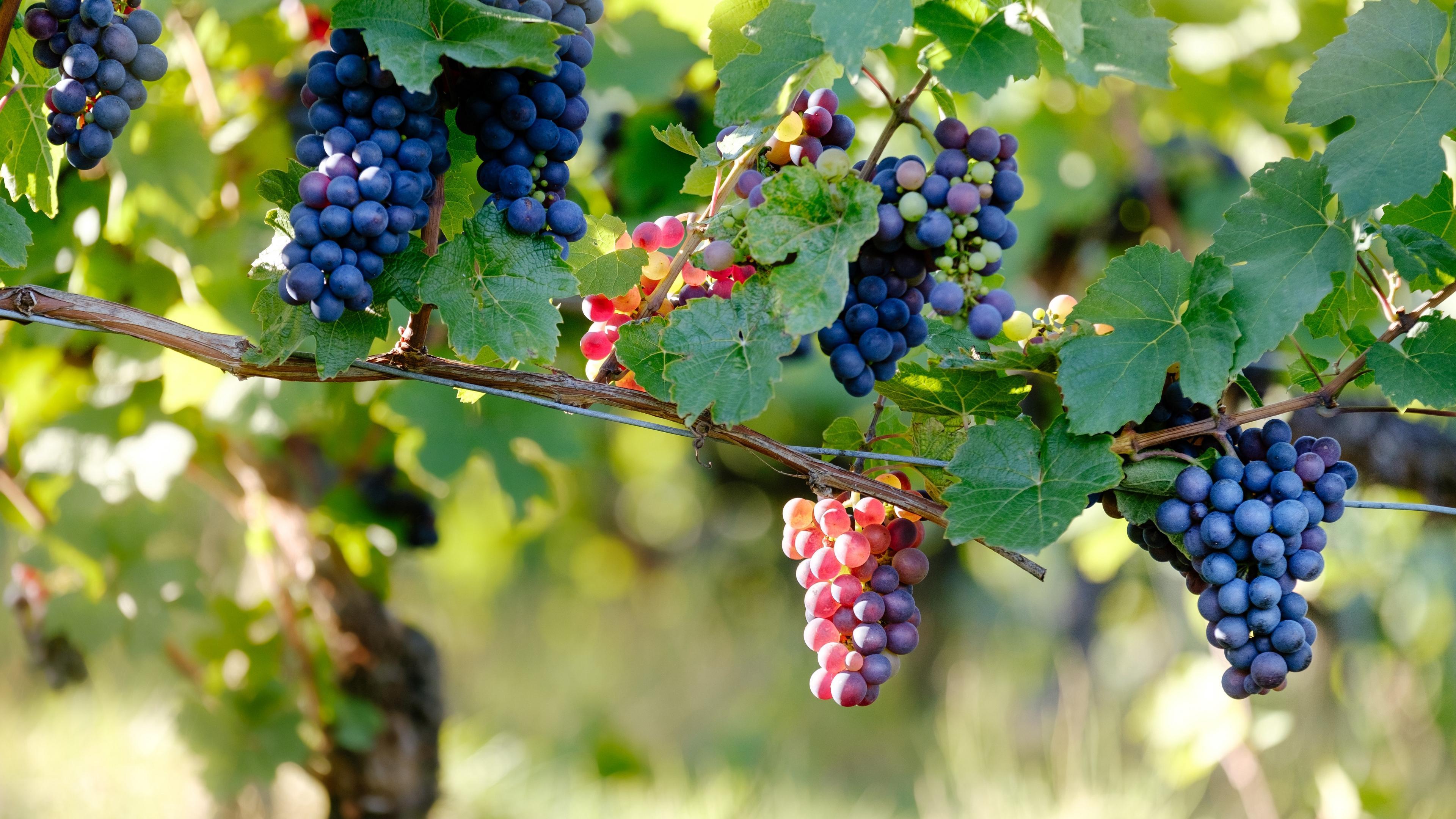 Download wallpaper 3840x2160 grape, vine, branches, berries 4k uhd