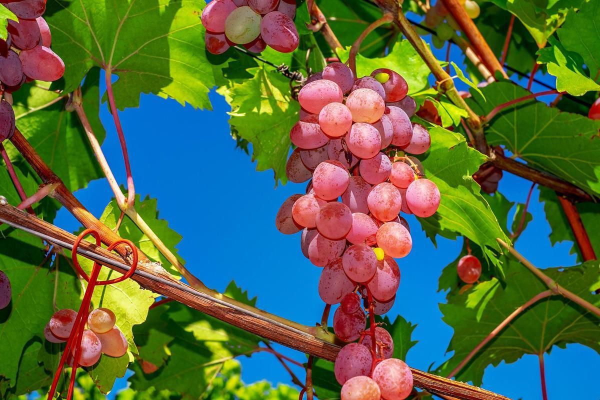 Grape Wallpaper HD for Android