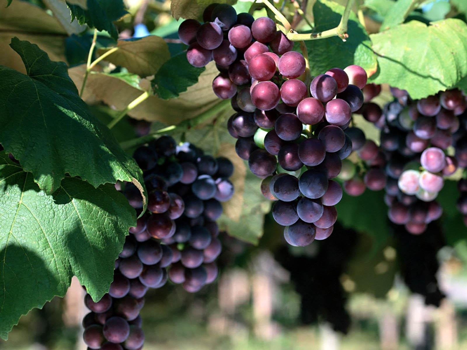 wallpaper grape vines