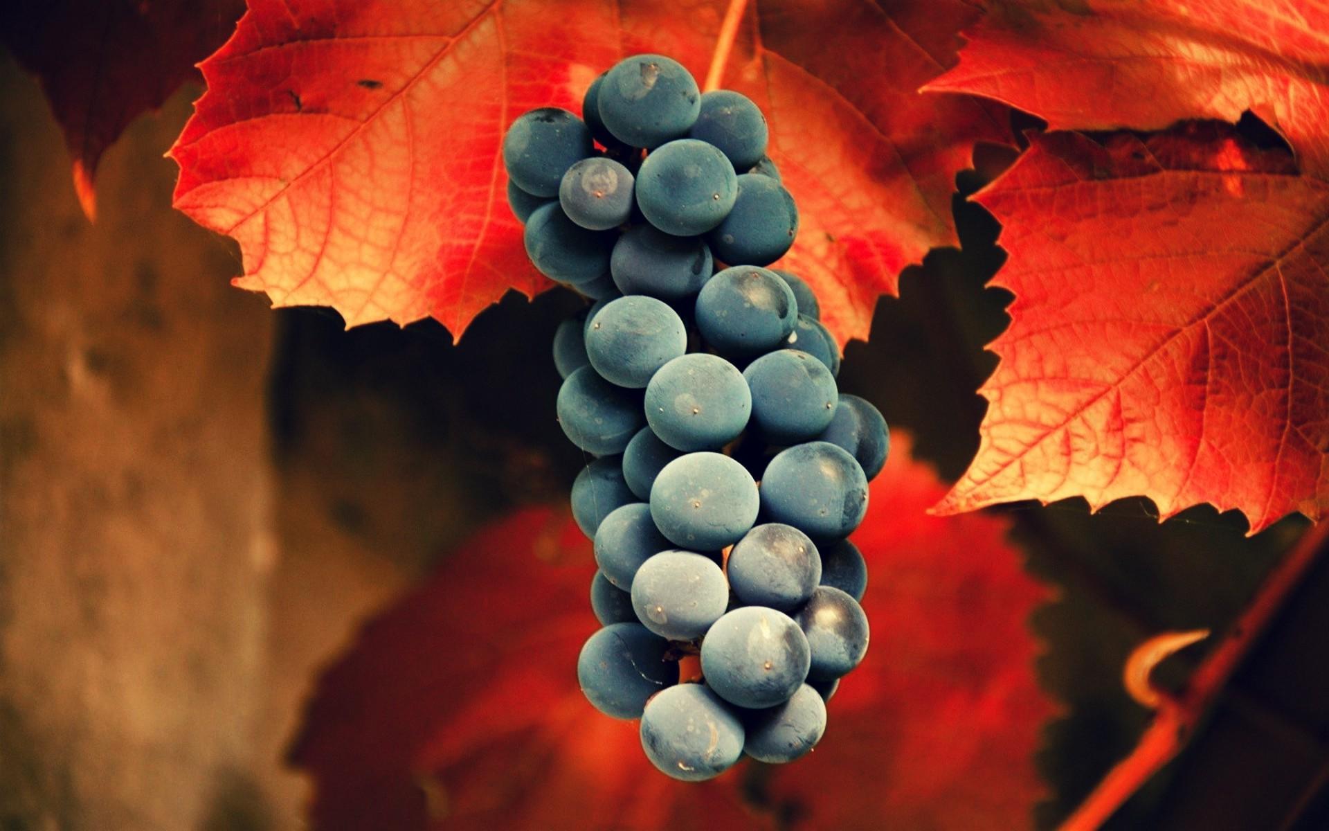 Large Grape Photo WP Collection