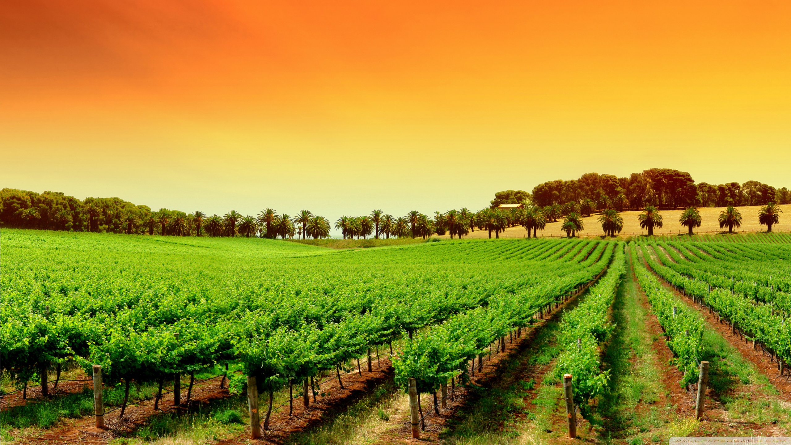 Rows Of Young Grape Vines ❤ 4K HD Desktop Wallpaper for • Dual