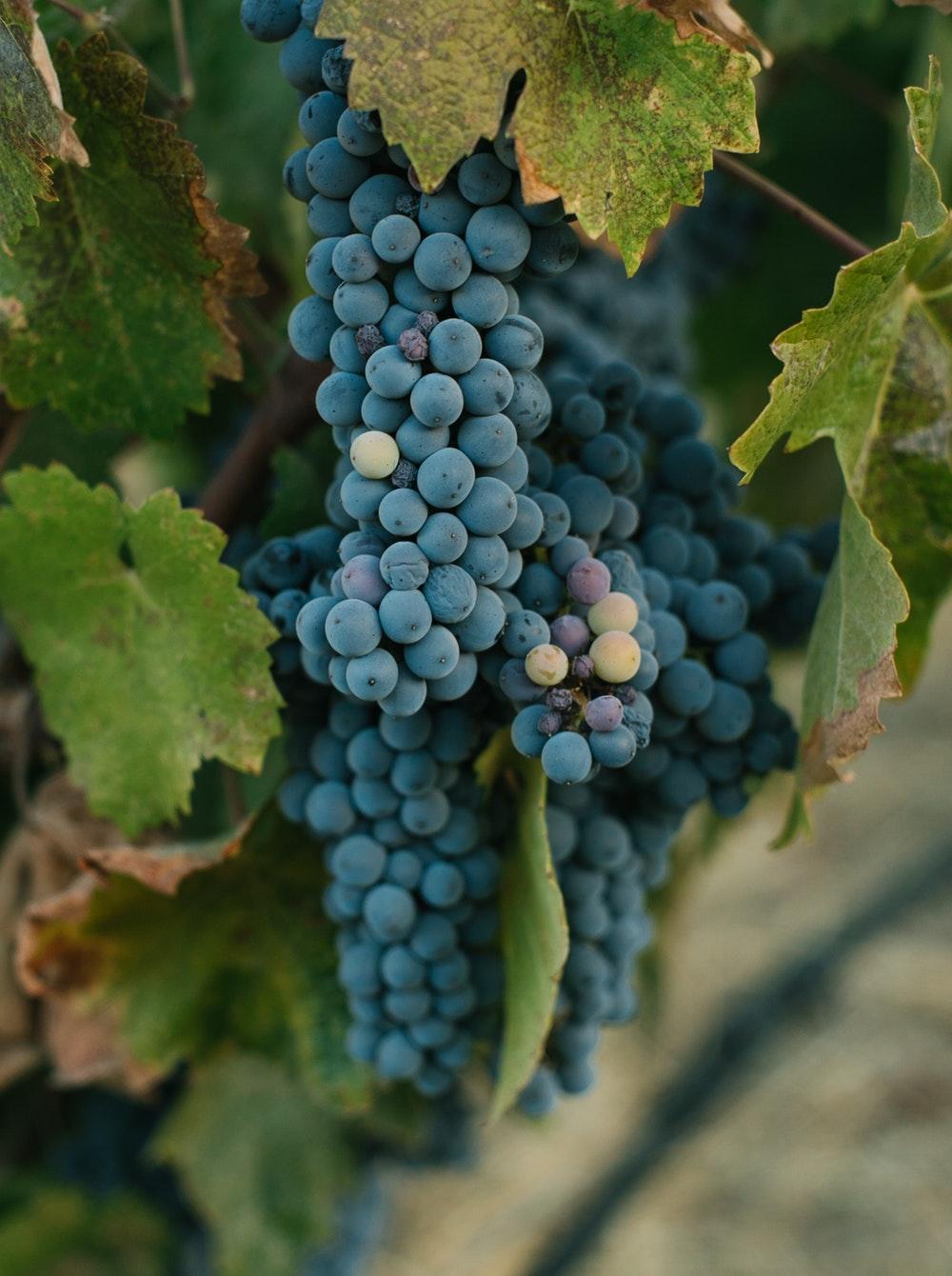 Grape Picture. Download Free Image