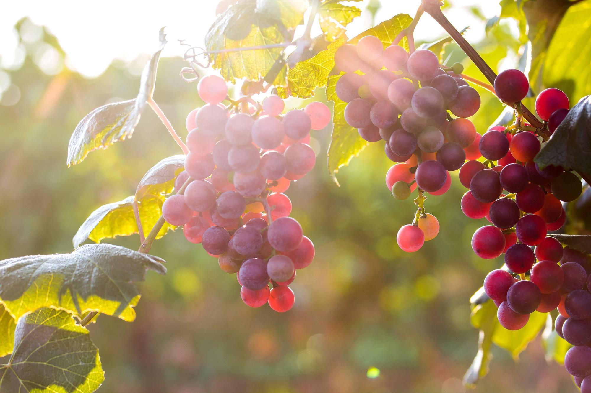 Red Grapes in Tree wallpaper