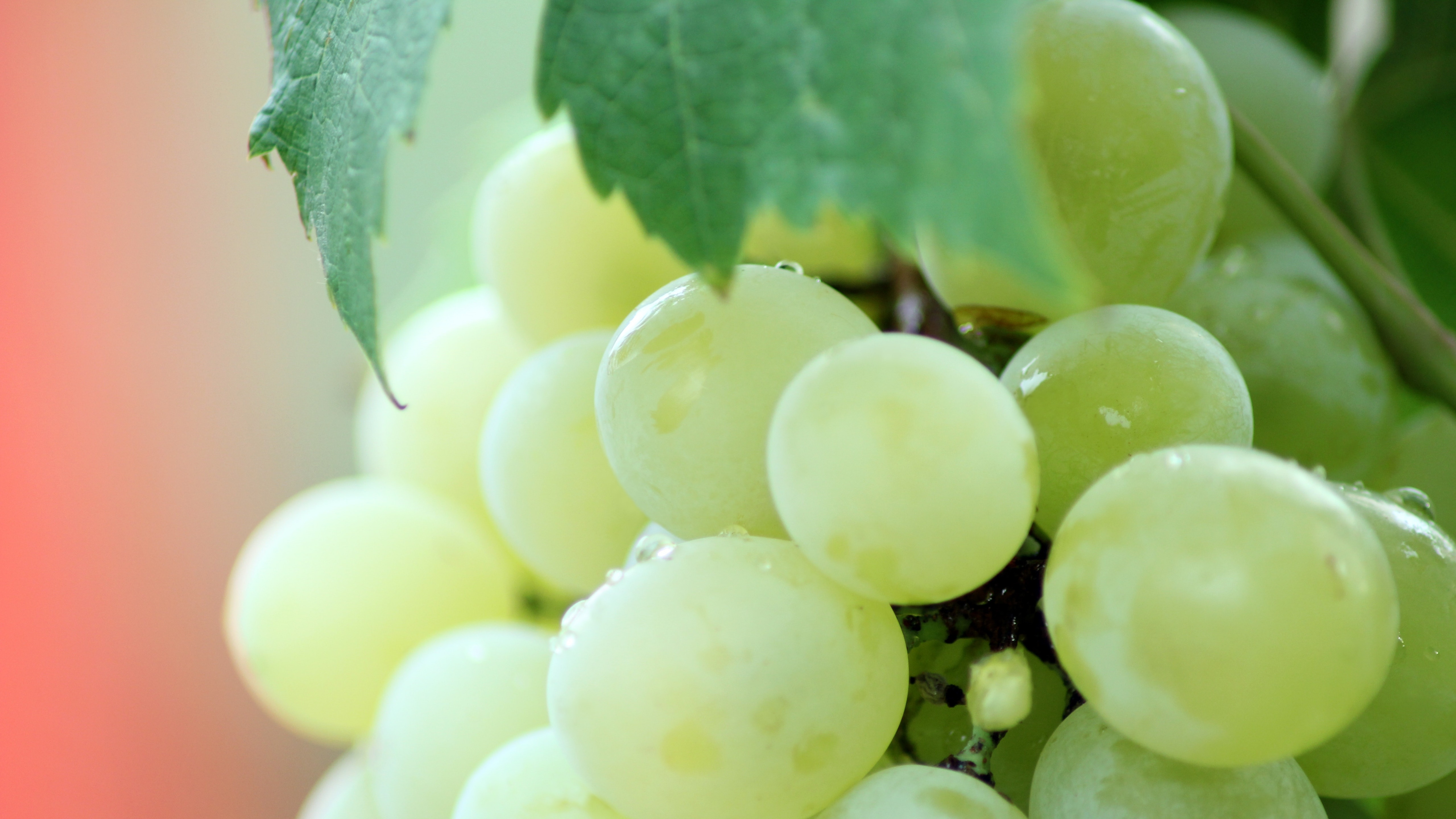 Grape 5K UltraHD Wallpaper. Wallpaper Studio 10. Tens of thousands