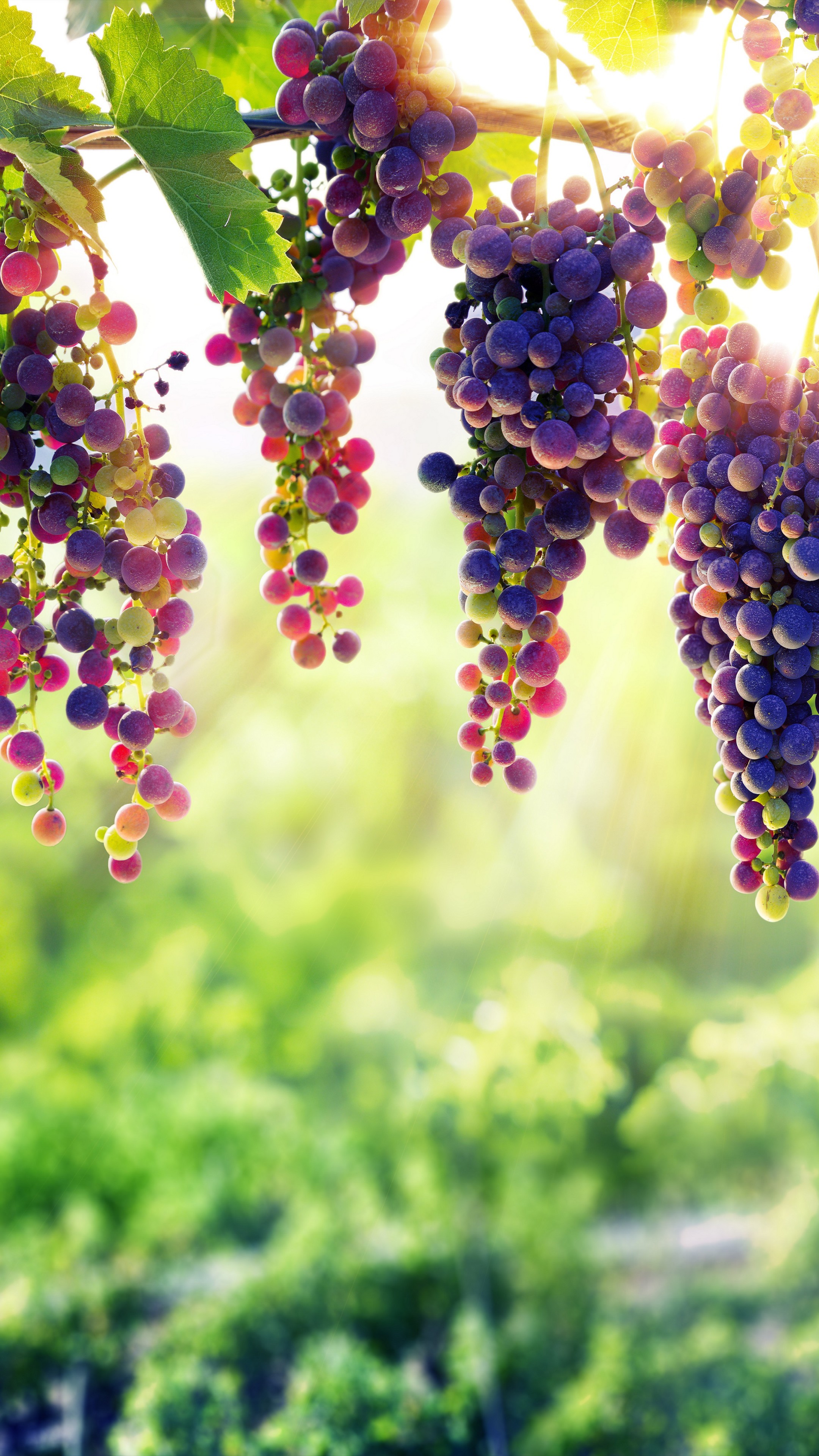 Wallpaper grapes, 8k, Food