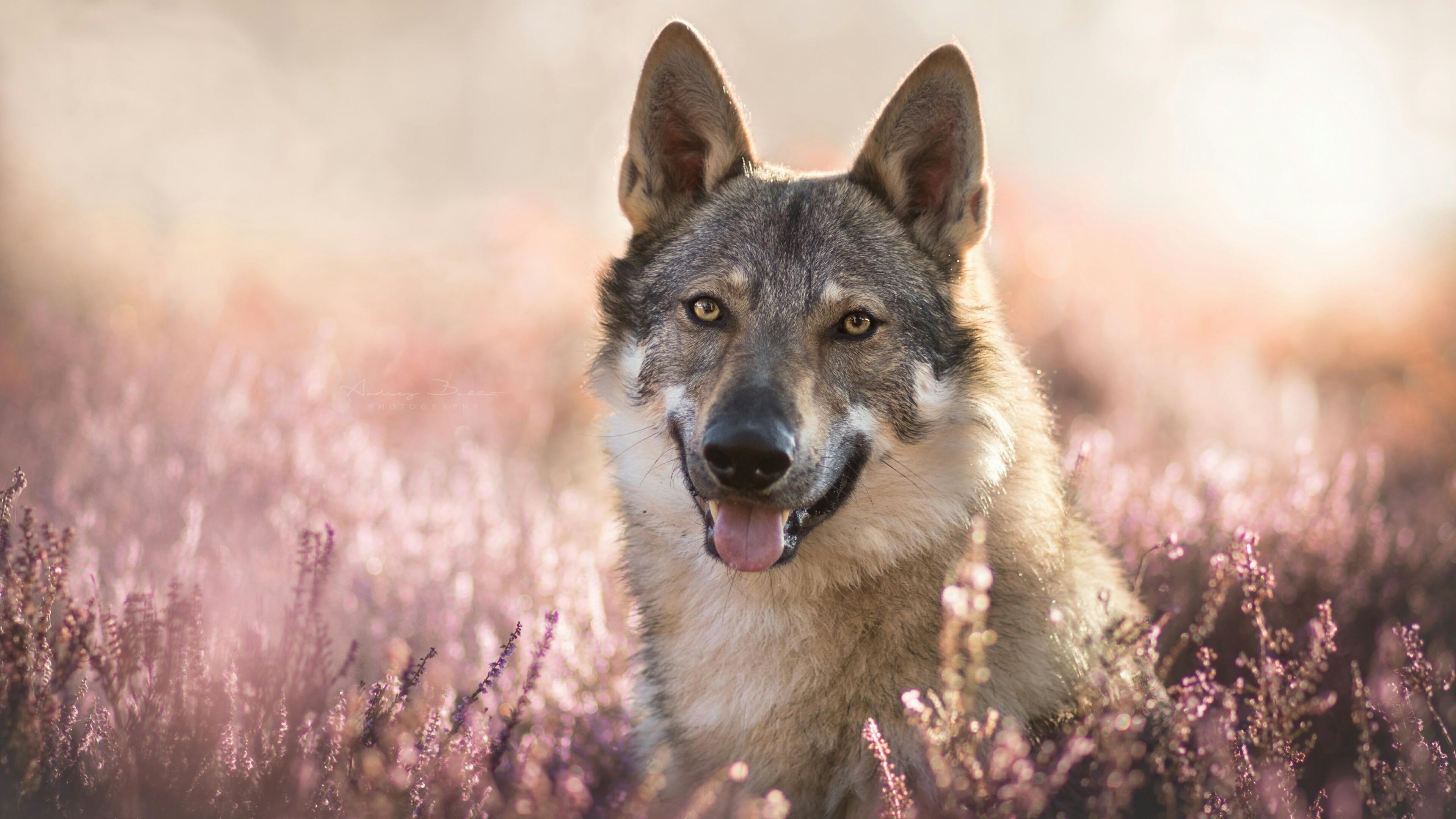 Wolfdog Wallpaper and Background Image