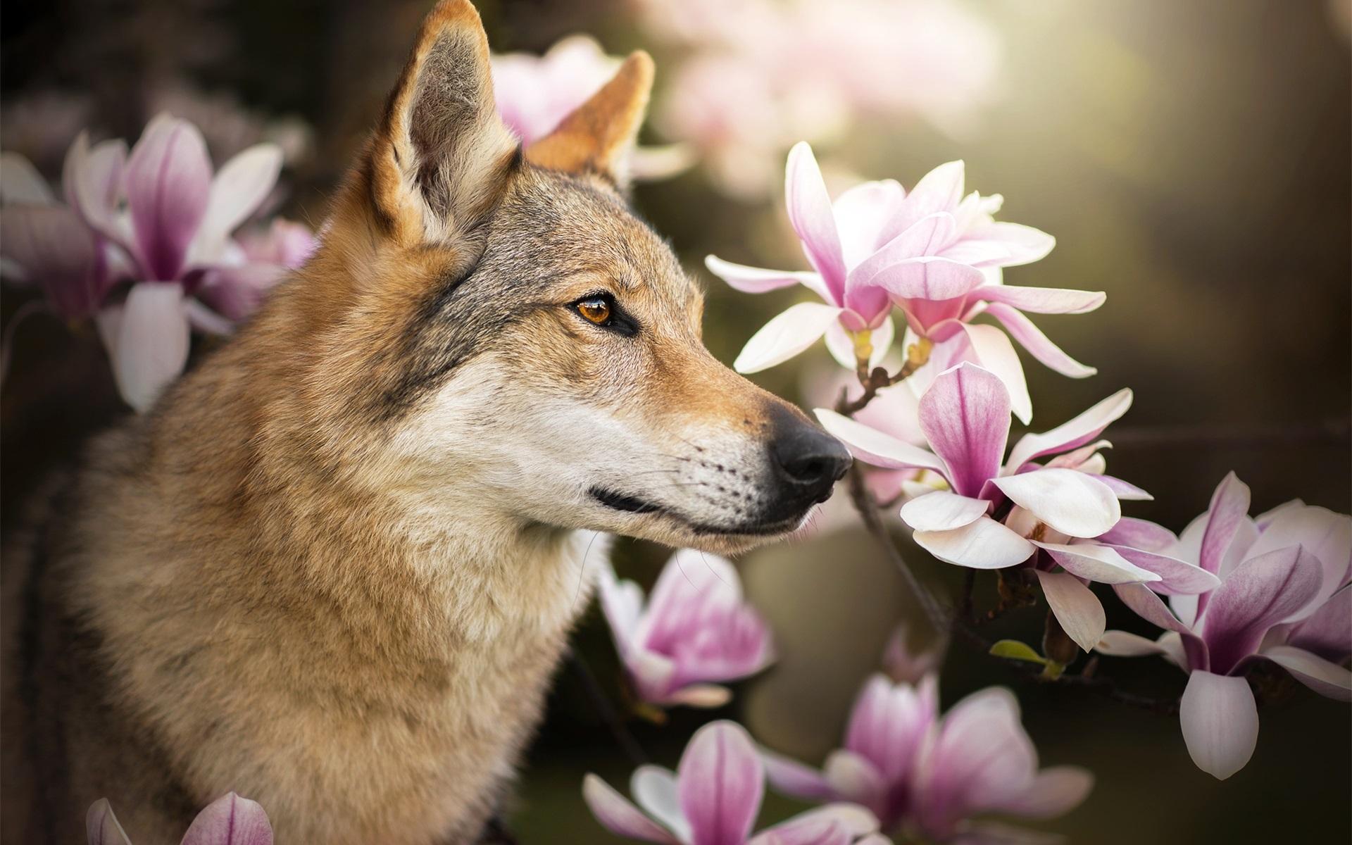 Wallpaper Wolf dog and magnolia flowers 1920x1200 HD Picture, Image