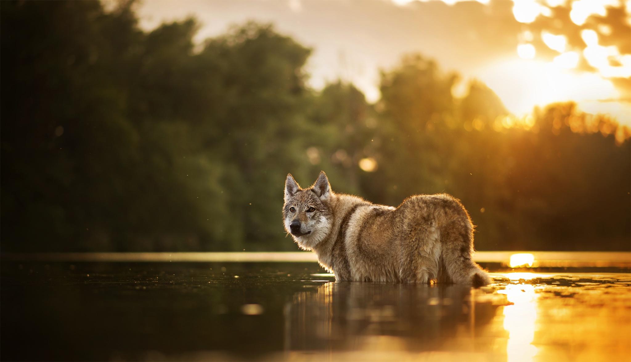 Wolfdog, HD Animals, 4k Wallpaper, Image, Background, Photo