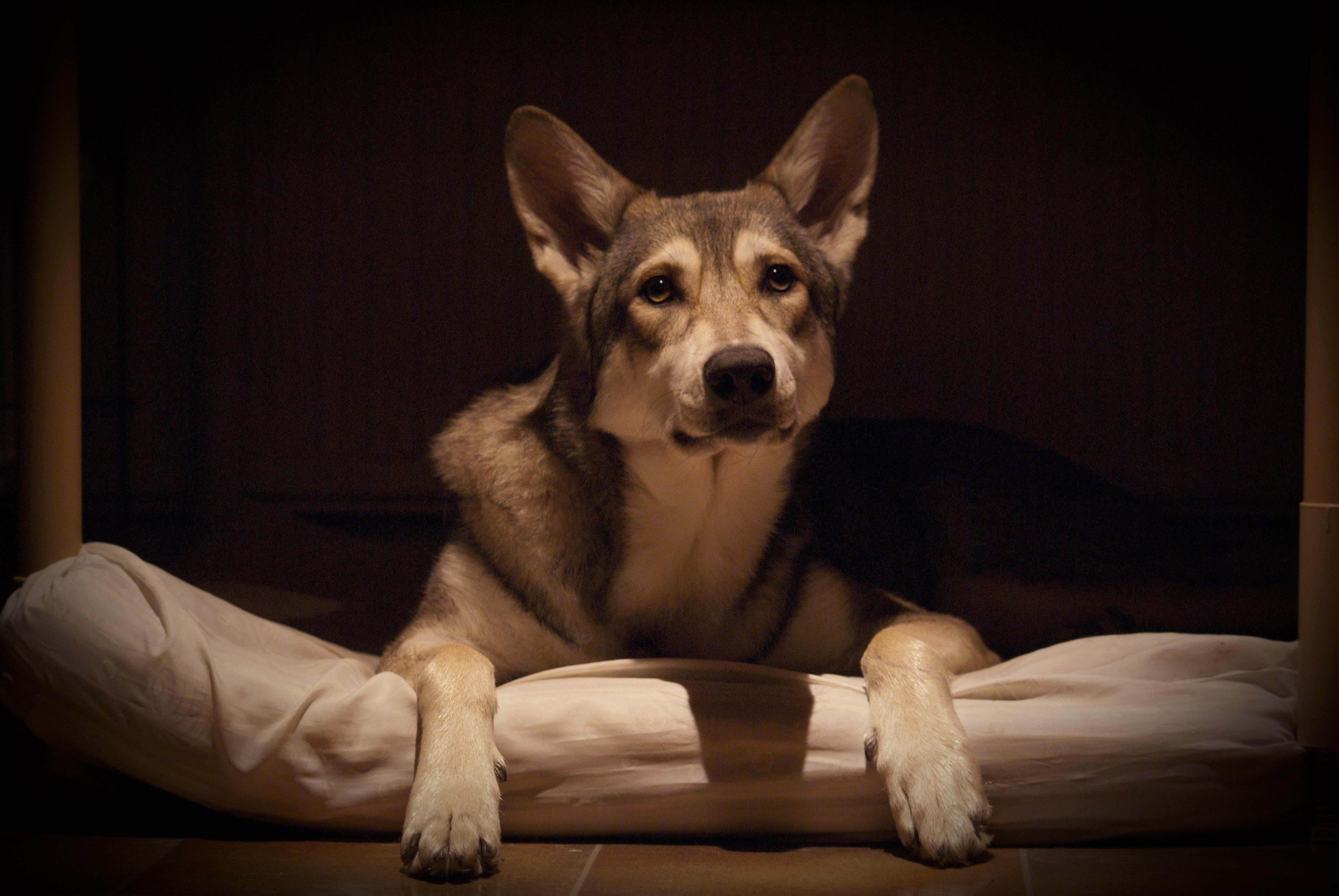 Saarloos Wolfdog 4k Ultra HD Wallpaper. Background Image