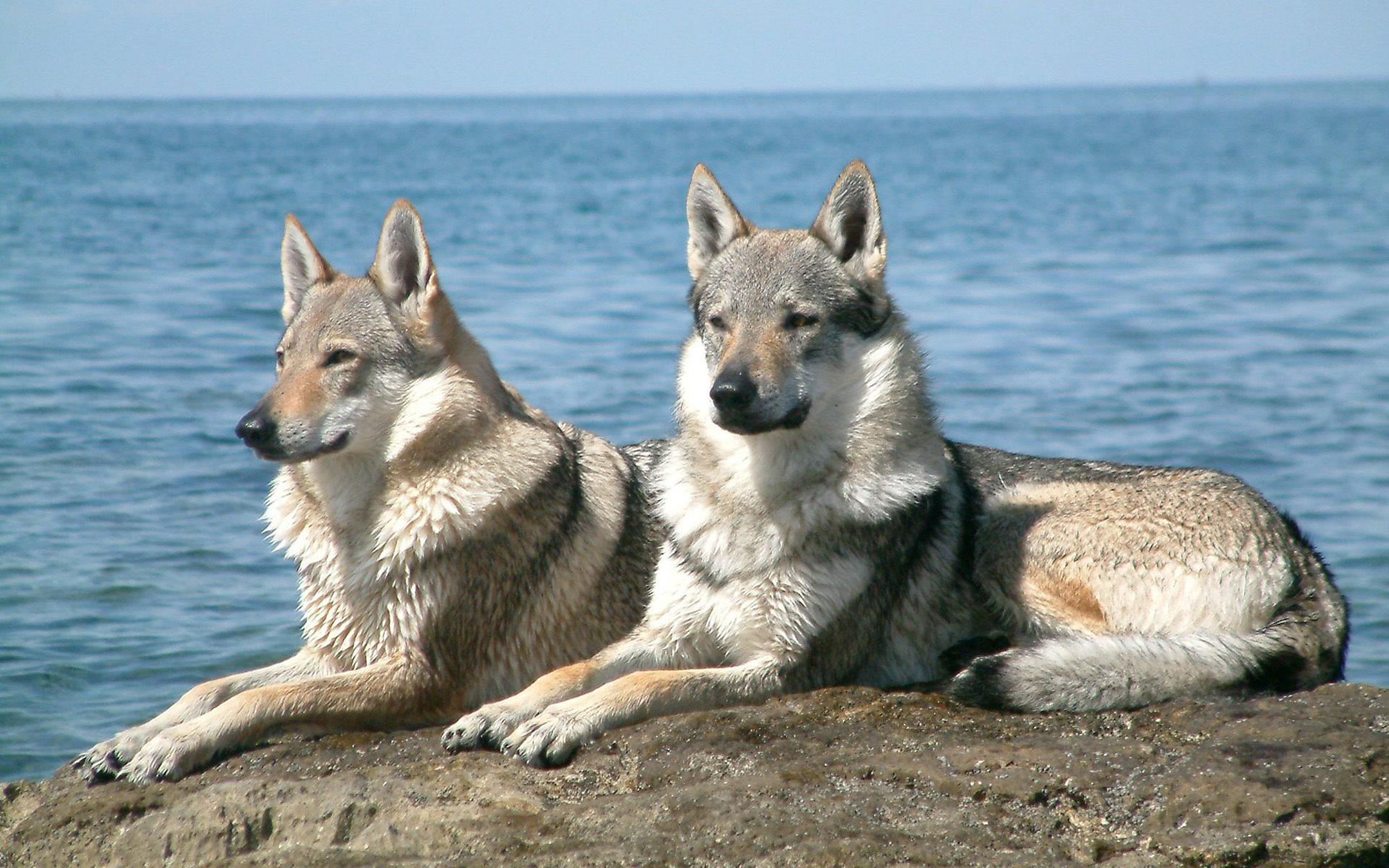 Wallpaper saarlooswolfhond, wolfdog, wolf, dog, sea desktop