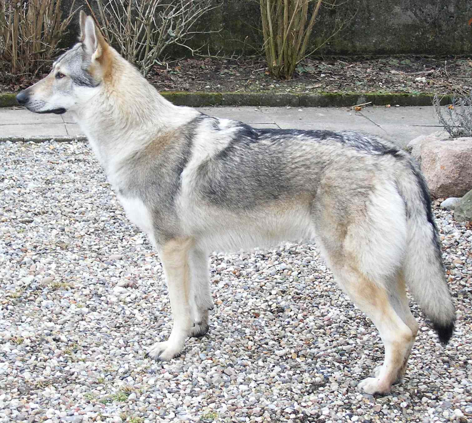 Wolf Dog Image