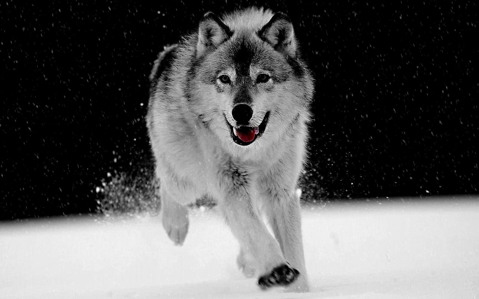 Wolf Dog Wallpaper, 10 Dog Wolf Wallpaper