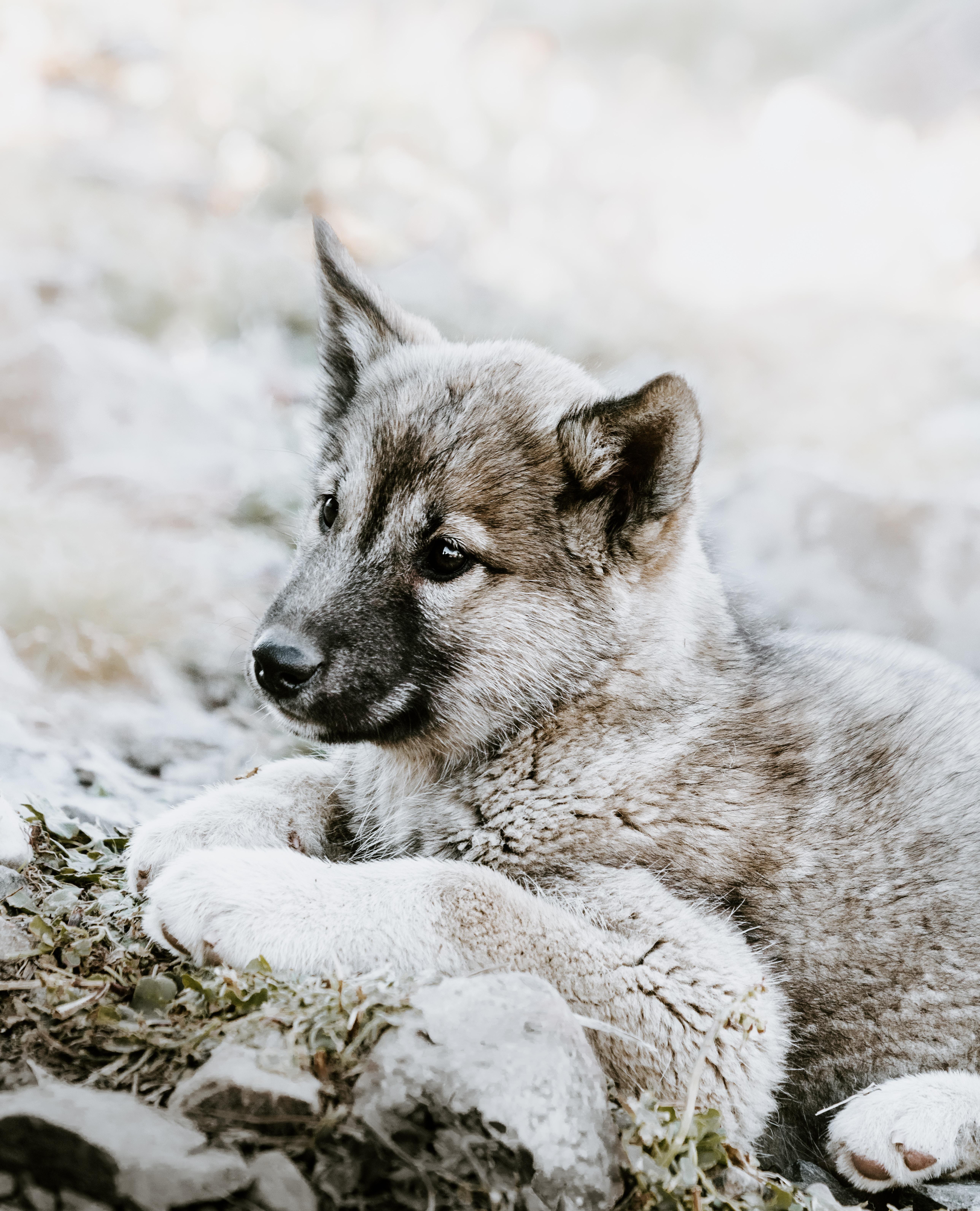 Czechoslovakian Wolfdog Puppy Sadness Lies
