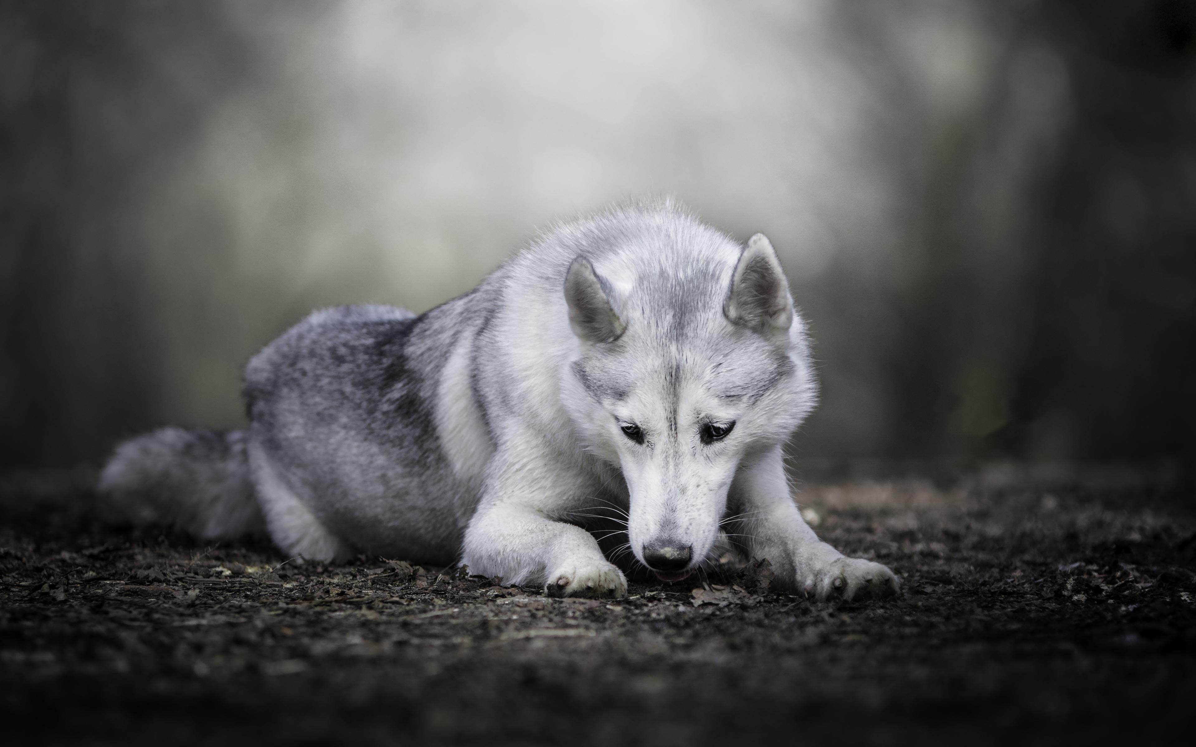 Download wallpaper Wolfdog, forest, bokeh, pets, dogs, cute animals