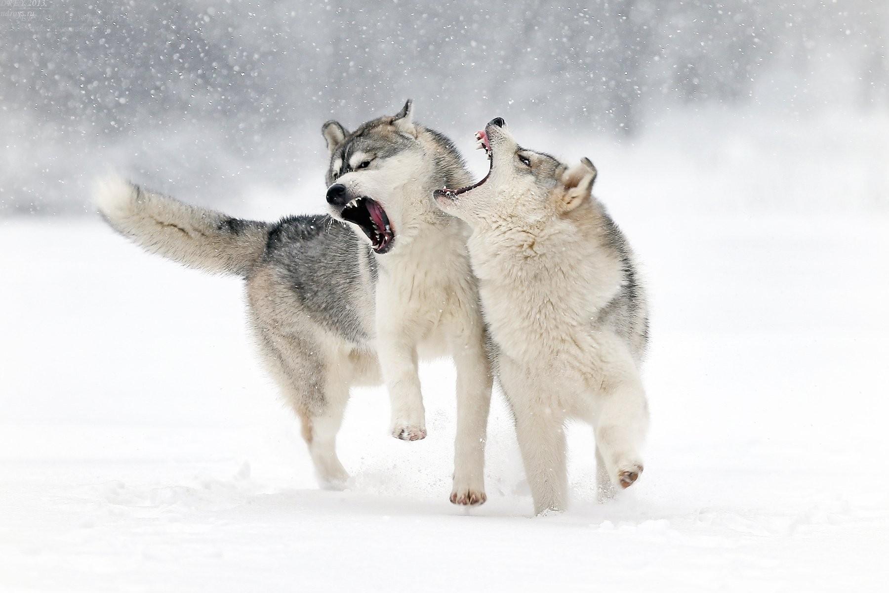 Dogs Love Winter Play Snow Grin Wolf Dog Wallpaper Photo Dogs