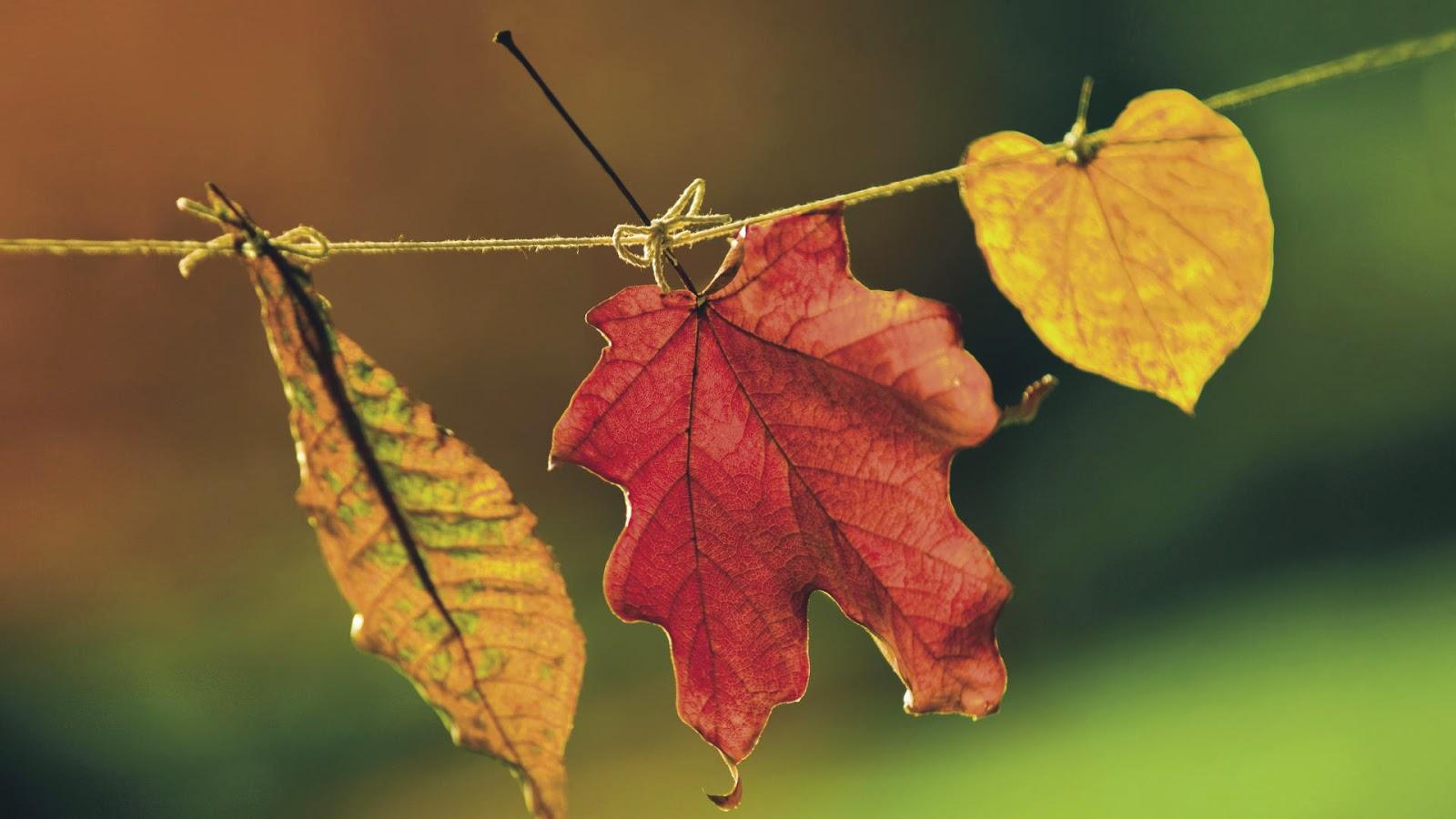 Refreshing Leaf Wallpaper. Most beautiful places in the world