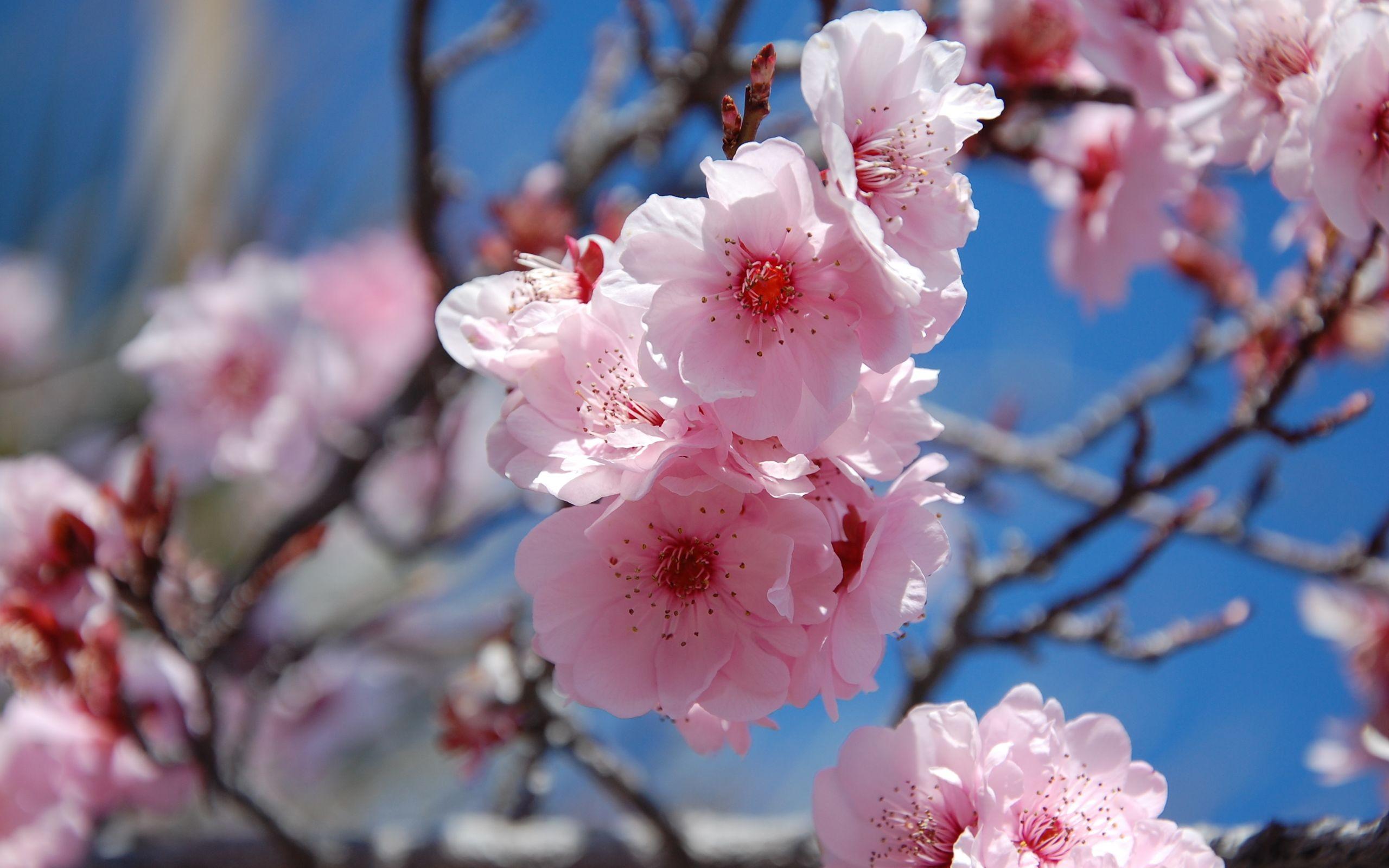 Flowers: Pink Spring Nature Refreshing Sky Colors Flowers Blue