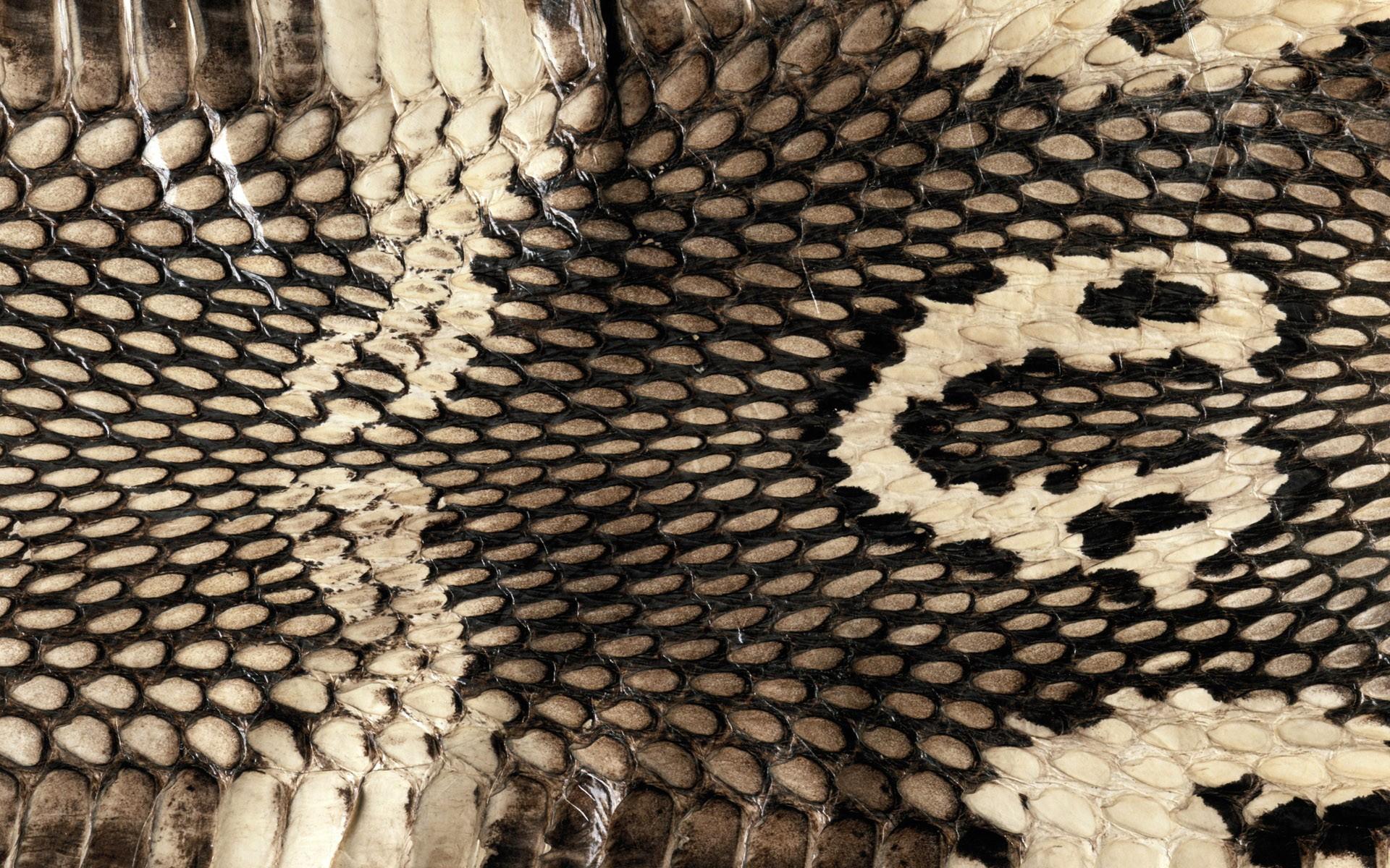 Reptile Skin Wallpaper
