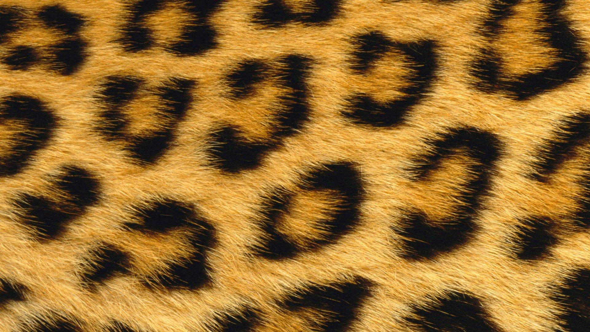 Leopard Skin Wallpaper 4 X 1080