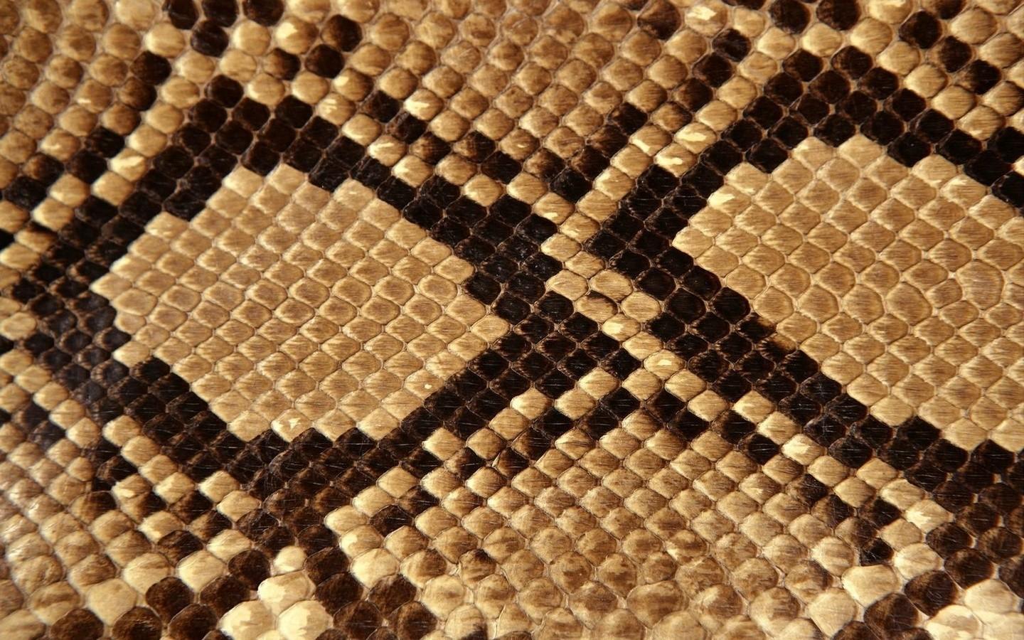 Snakes skin wallpaper. PC