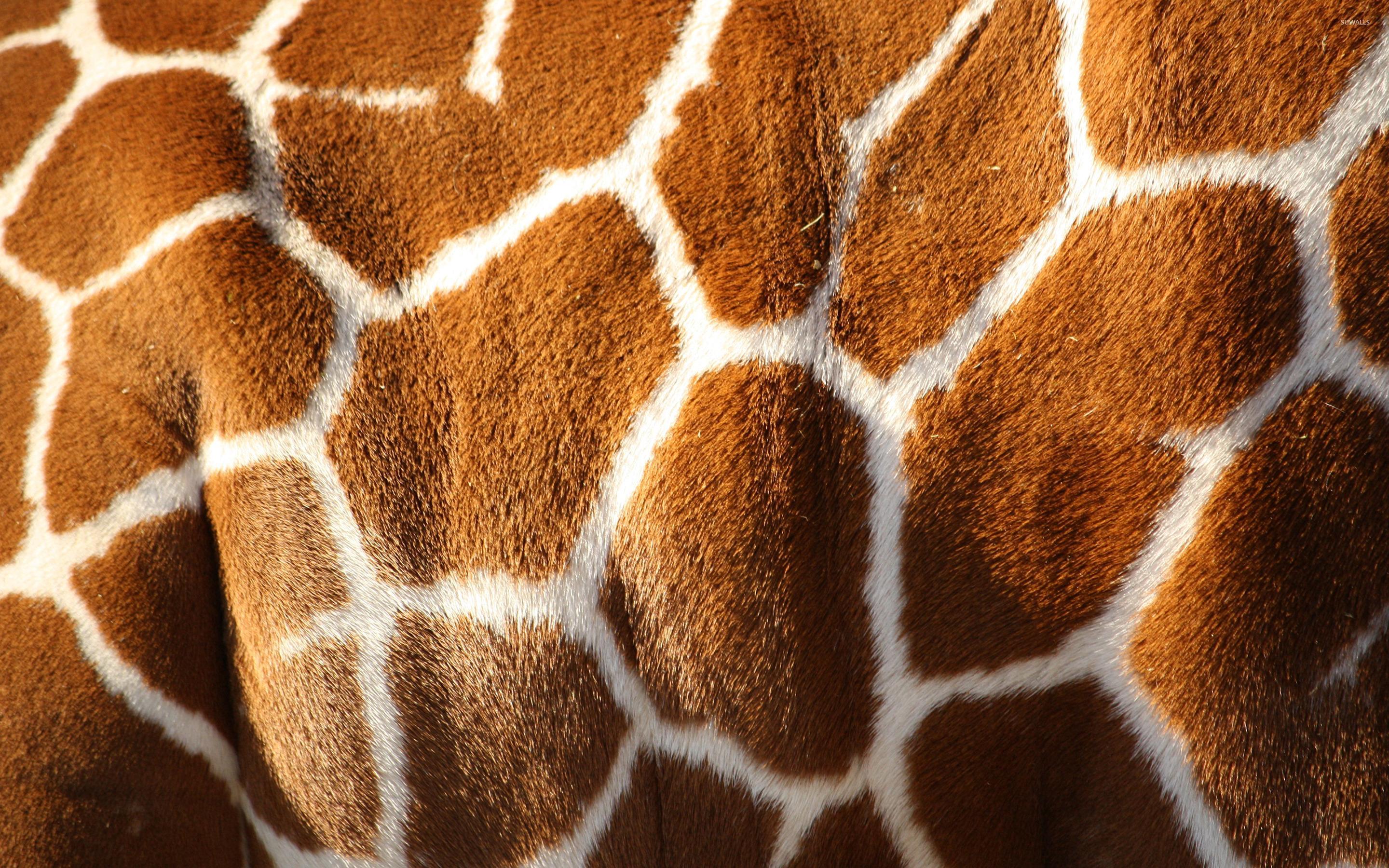 Giraffe skin [2] wallpaper wallpaper