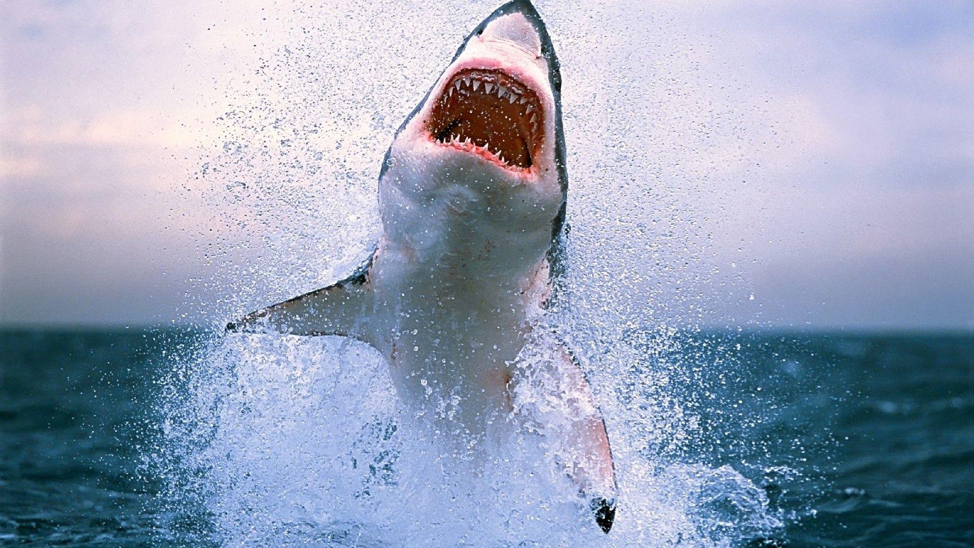 BigWallpaperHD. HD Wallpaper. Great white shark attack, White sharks, Shark picture