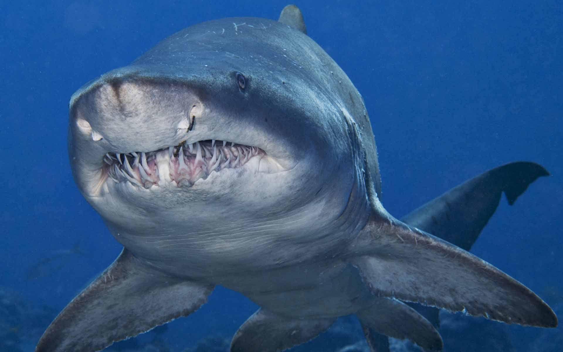 Bull Shark (Carcharhinus leucas), Bull sharks are aggressive, they