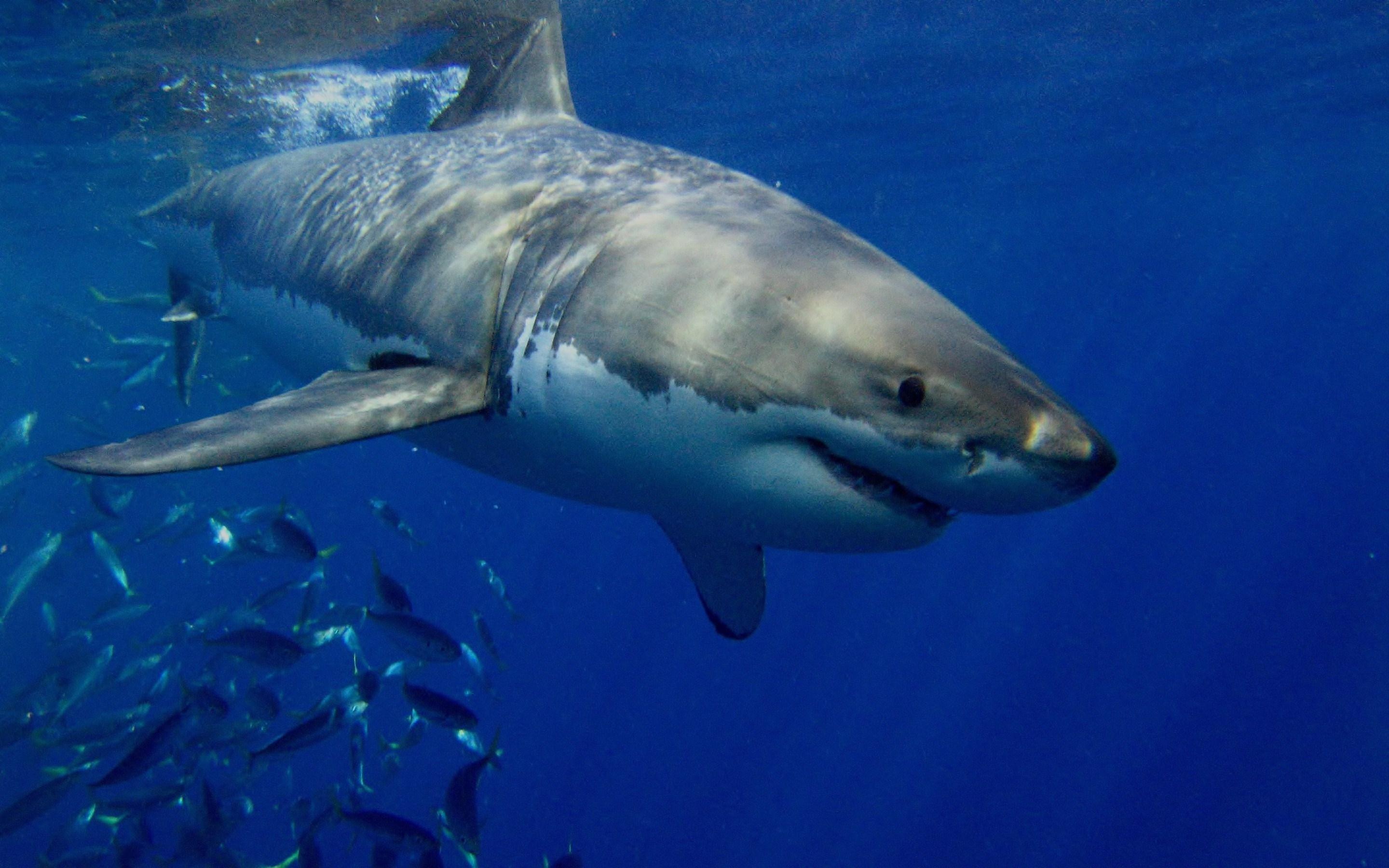 Great White Shark Wallpaper and Background Image