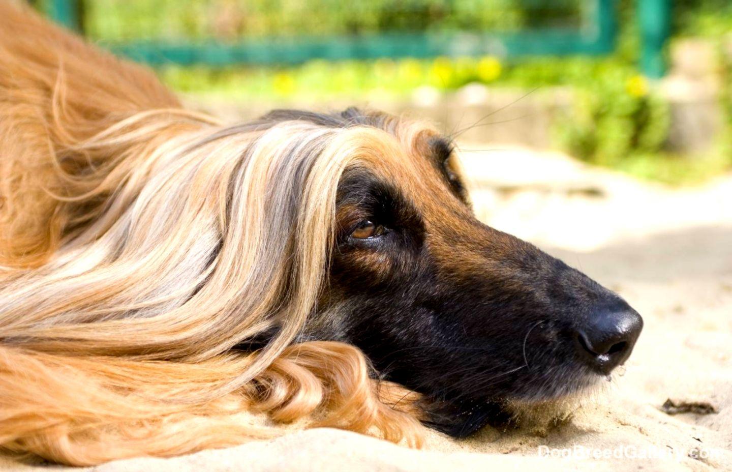 Afghan Hound Dog New Wallpaper Free