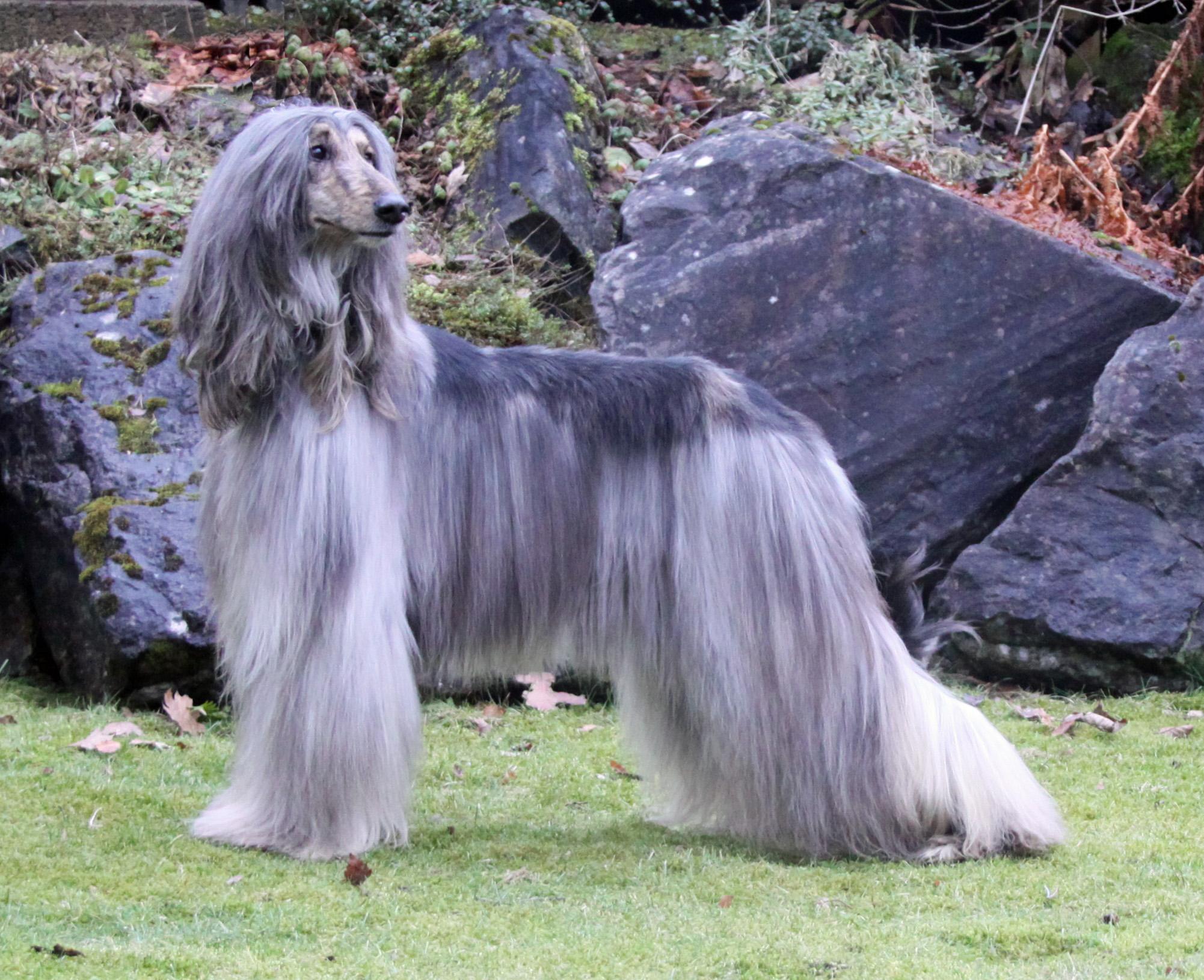Afghan Hound Wallpapers - Wallpaper Cave