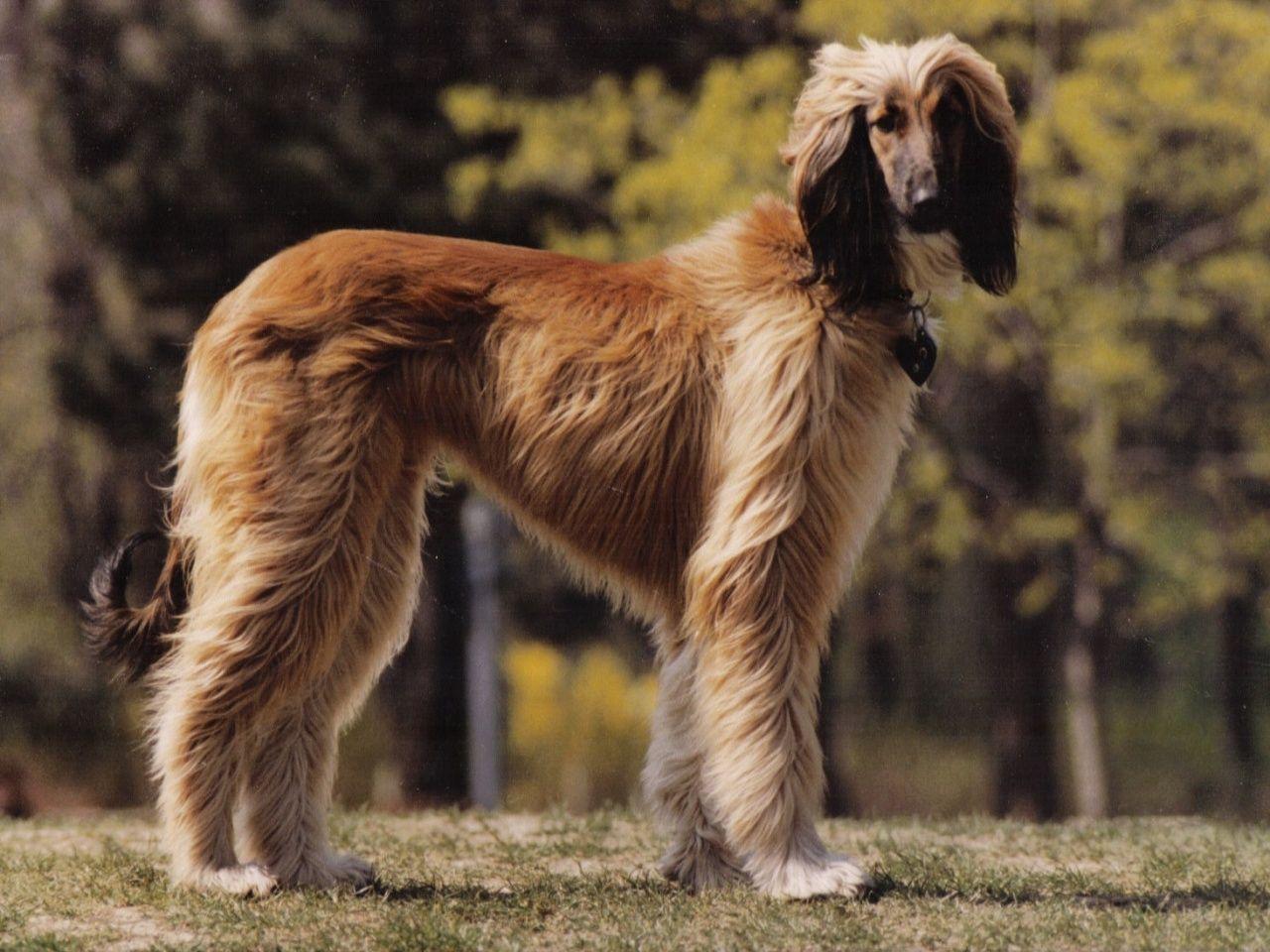 afghan hound wall paper.. afghan hound photo 1280x960 HD