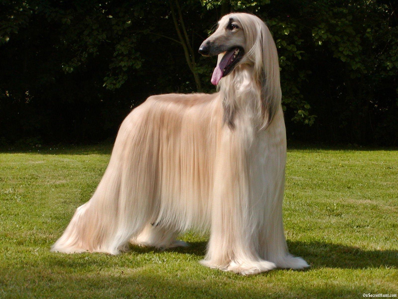Afghan Hound Desktop Wallpaper