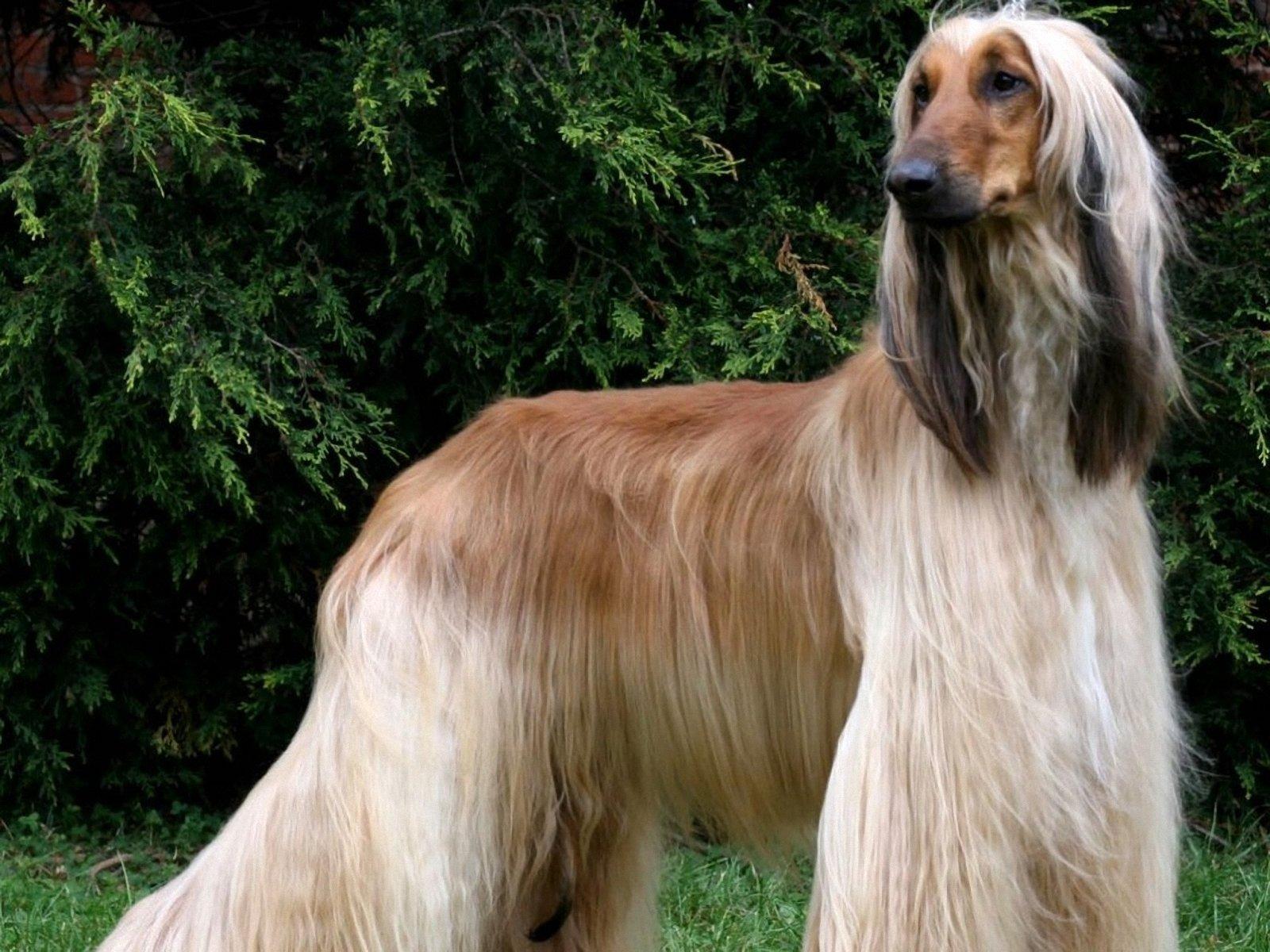Afghan Hound Sasha photo and wallpaper. Beautiful Afghan Hound Sasha