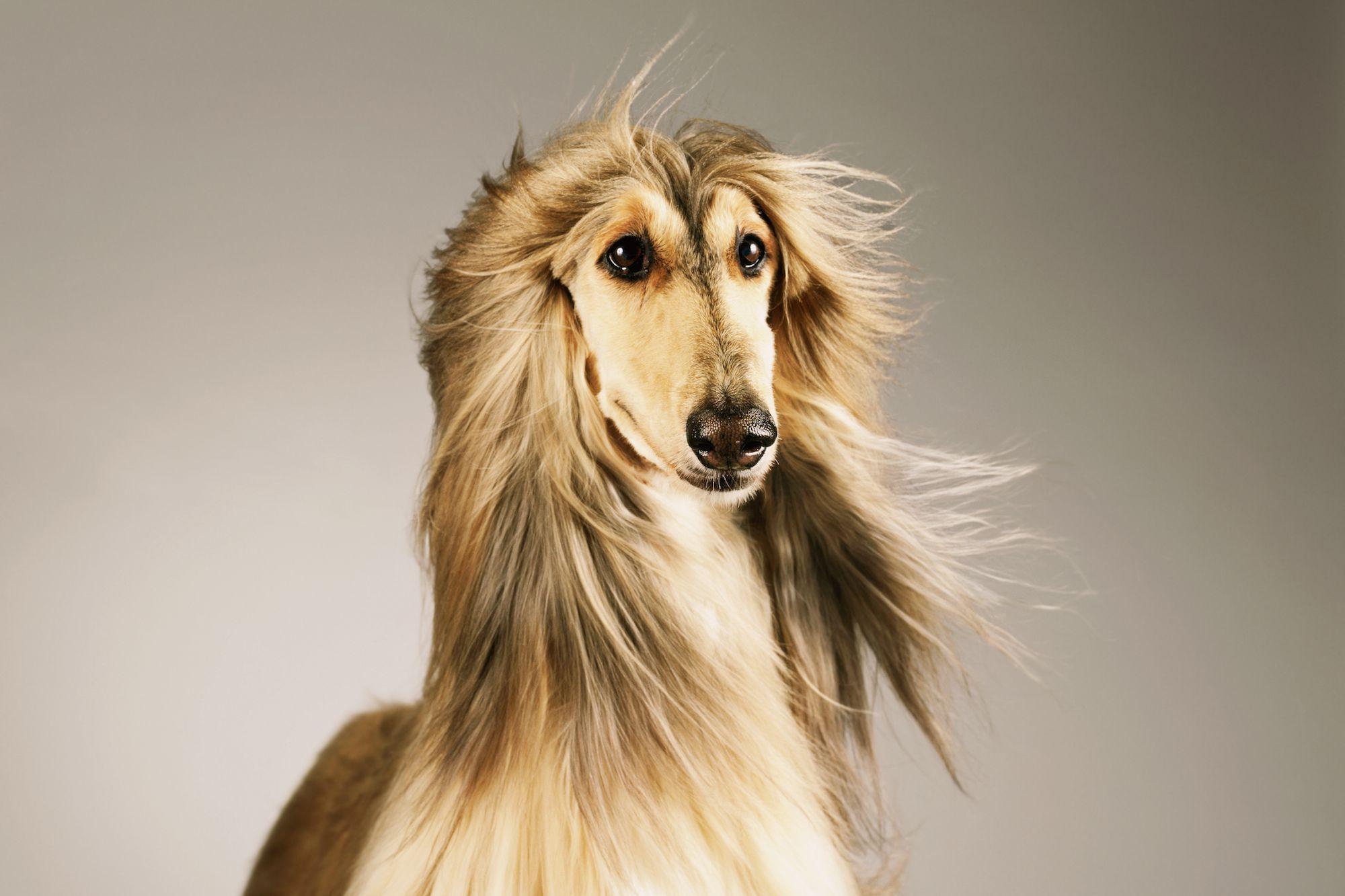 Afghan Hound Wallpapers - Wallpaper Cave