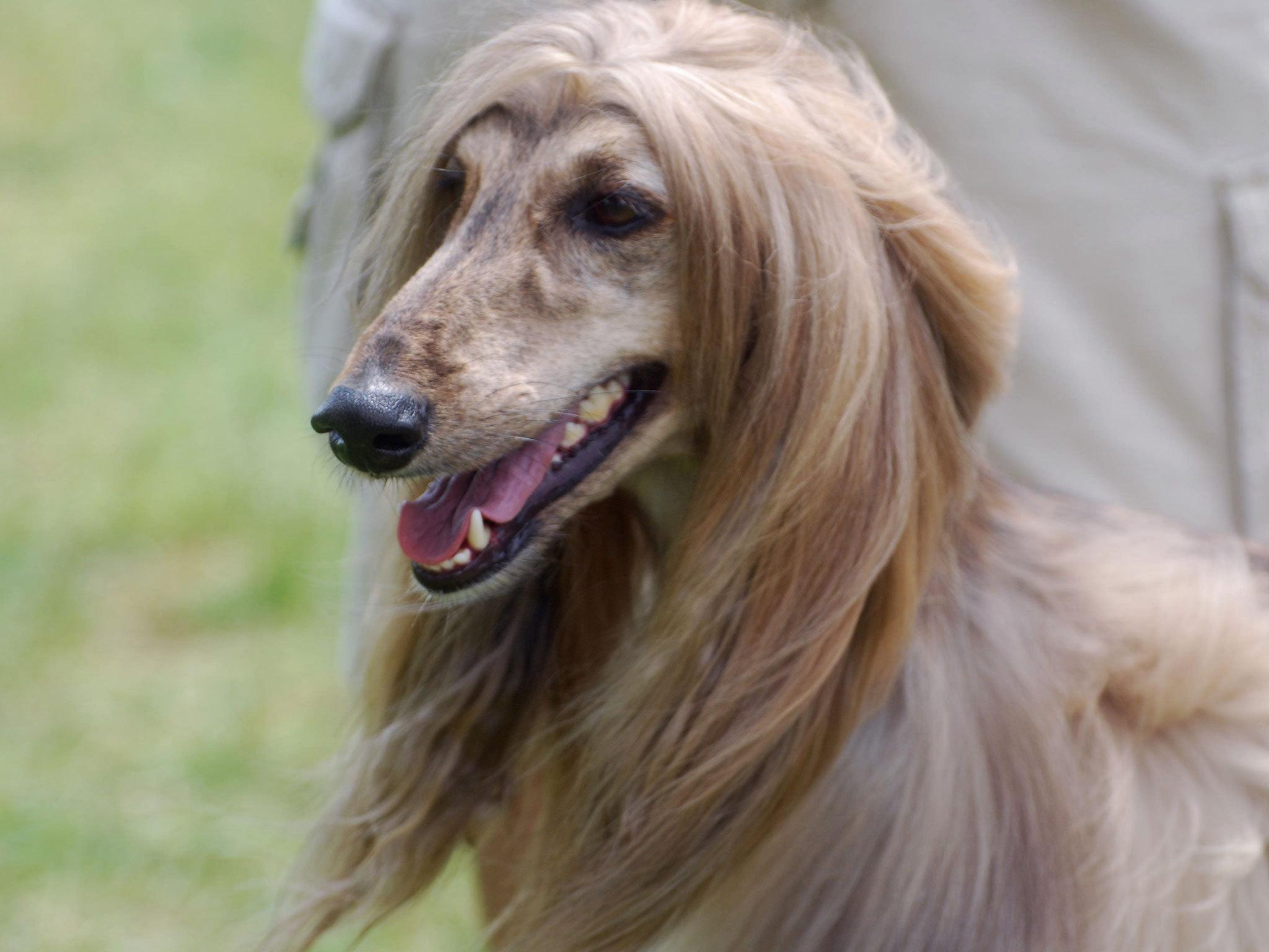 Afghan Hound Wallpaper 20 X 1536