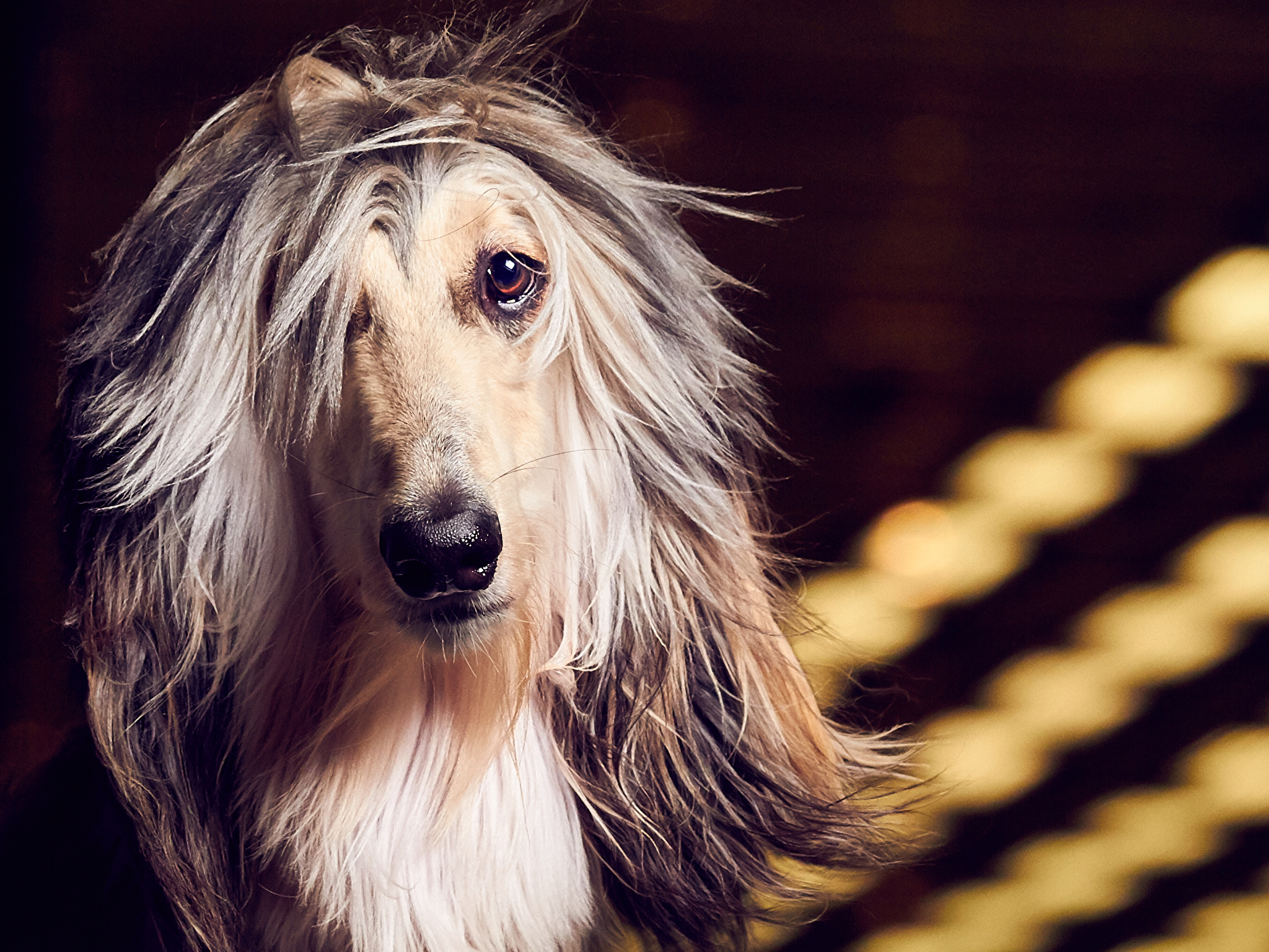 Wallpaper Sighthound Afghan Hound Dogs Snout Glance 2048x1536