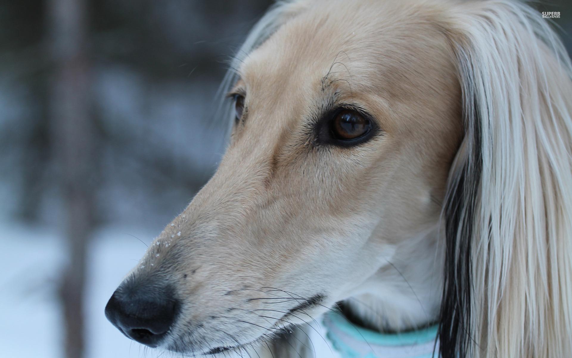 Afghan Hound Wallpapers - Wallpaper Cave