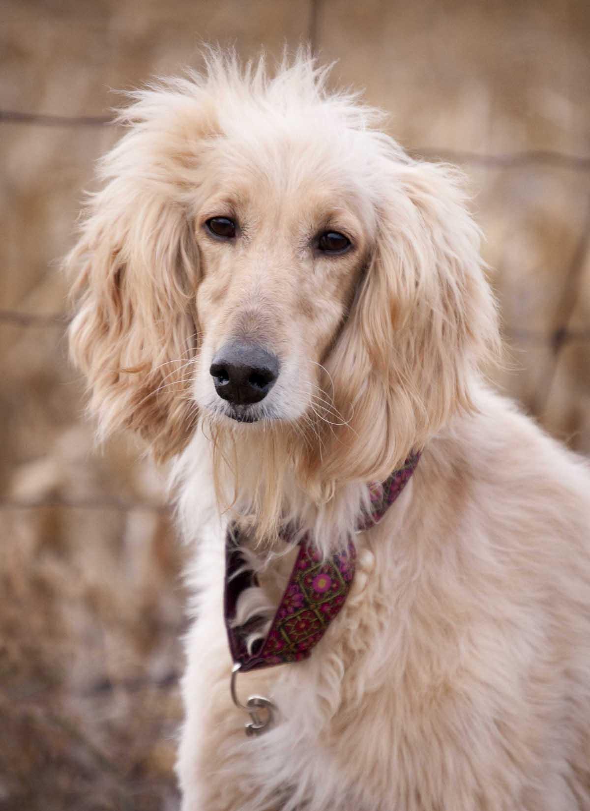 Afghan Hound with ethnic collar photo and wallpaper. Beautiful