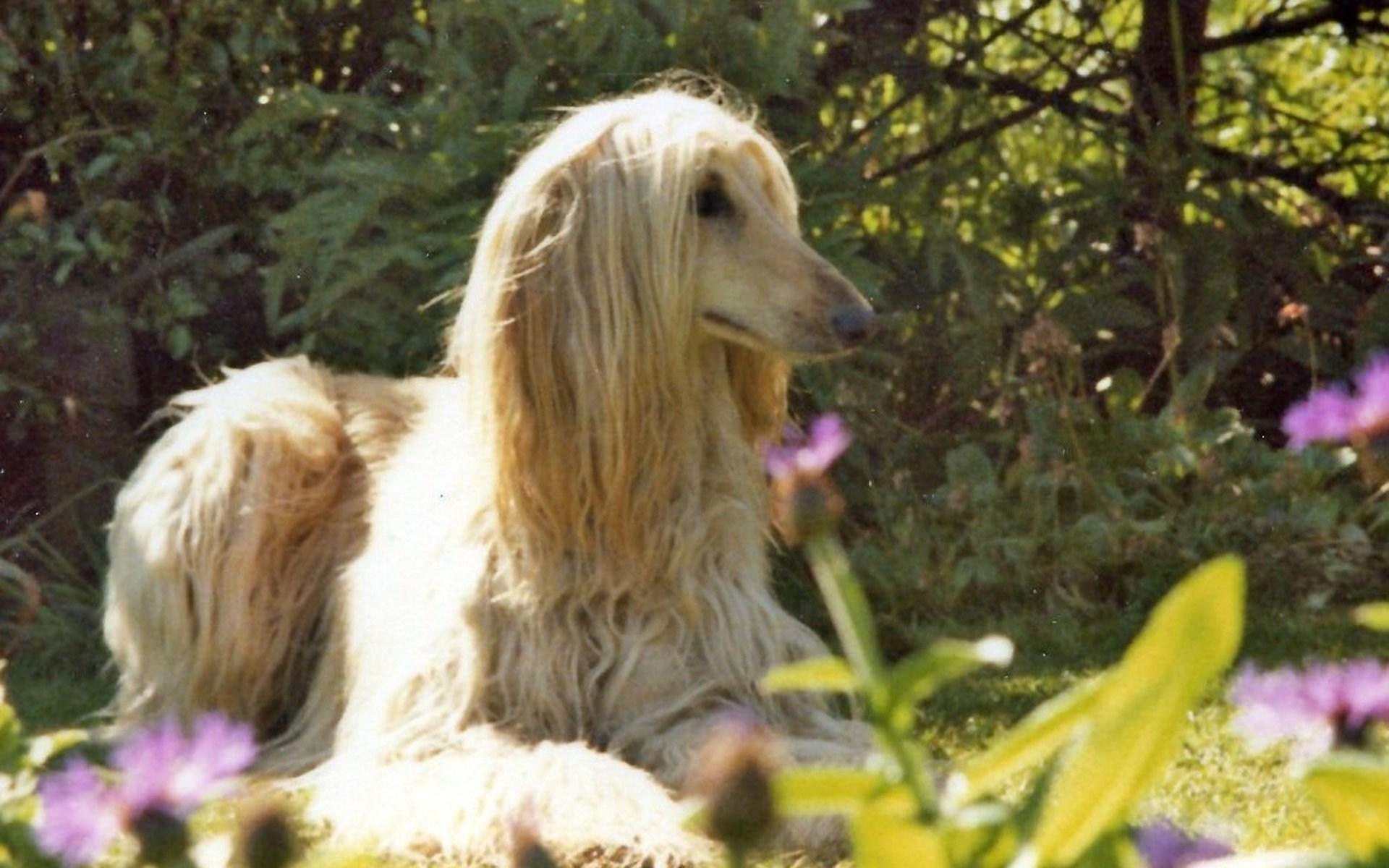 Afghan Hound HD Wallpaper