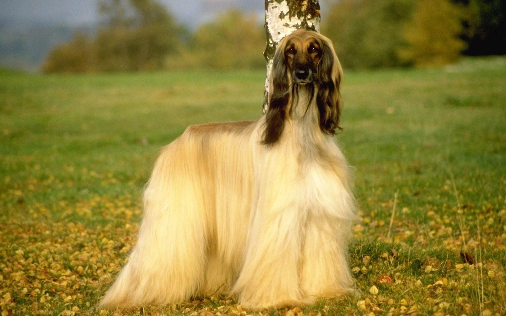Afghan Hound Wallpapers - Wallpaper Cave