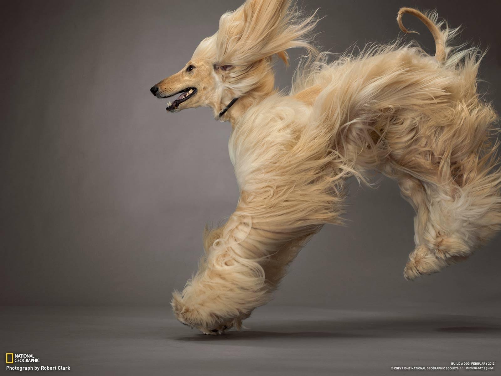 Afghan Hound Wallpaper and Background Imagex1200