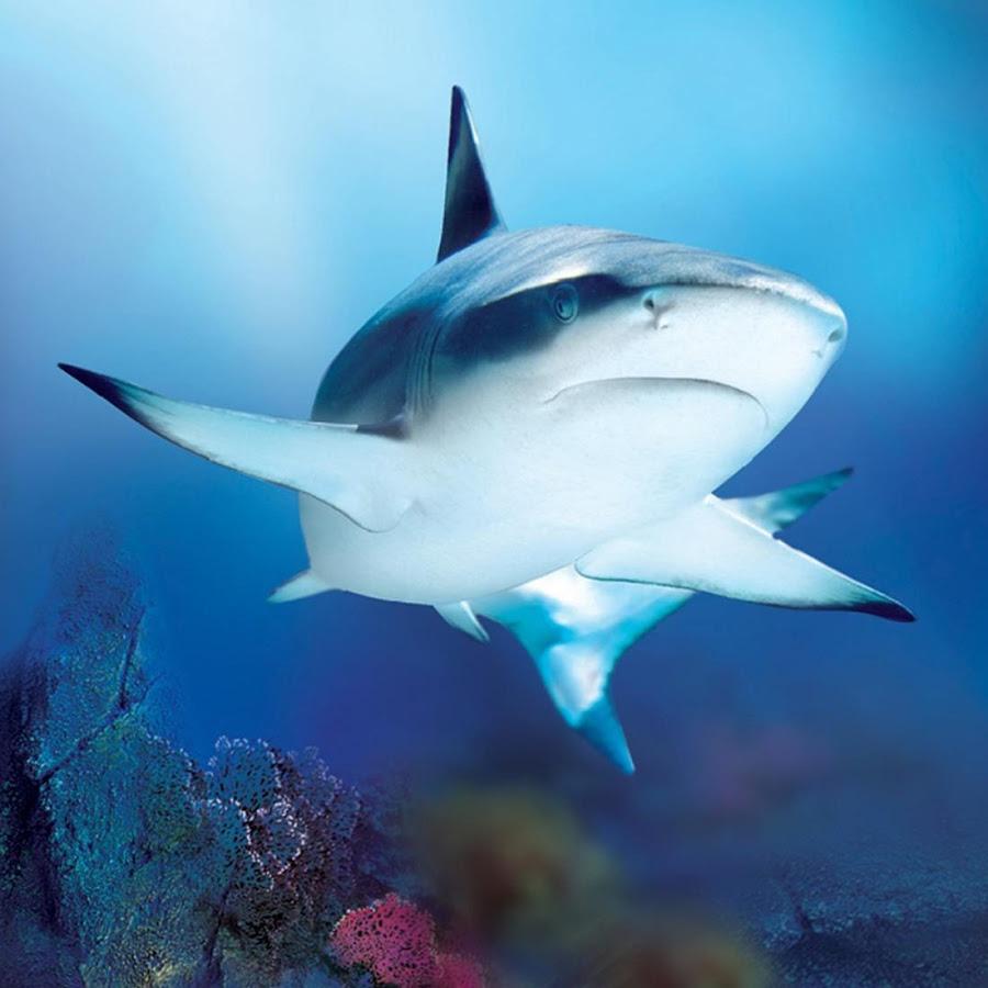 Im.32: Bull Shark Wallpaper (900x900). EDecorati.com™