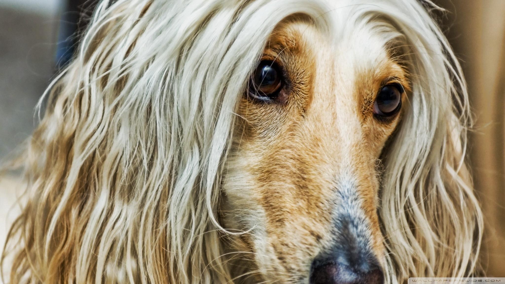 Afghan Hound Wallpaper 10 X 1152