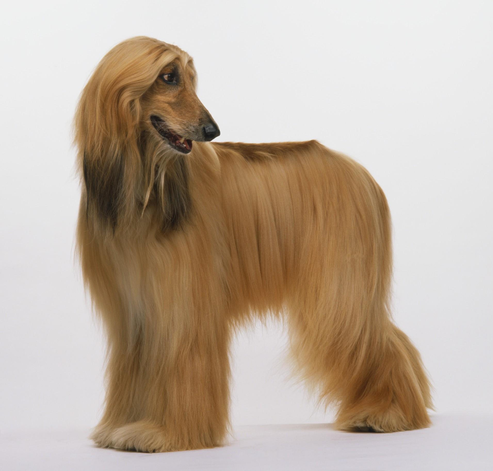 Afghan Hound Buddy photo and wallpaper. Beautiful Afghan Hound Buddy