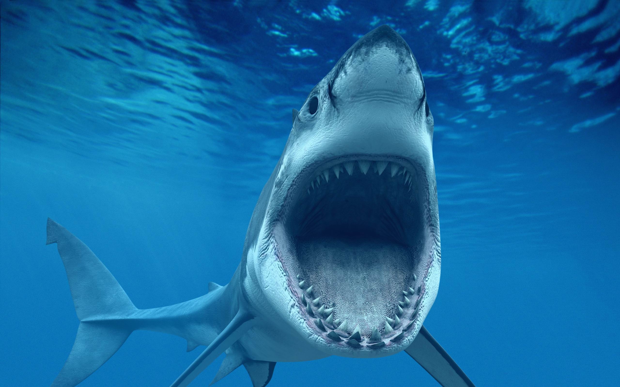 Download Cool Shark Attack Underwater Wallpaper
