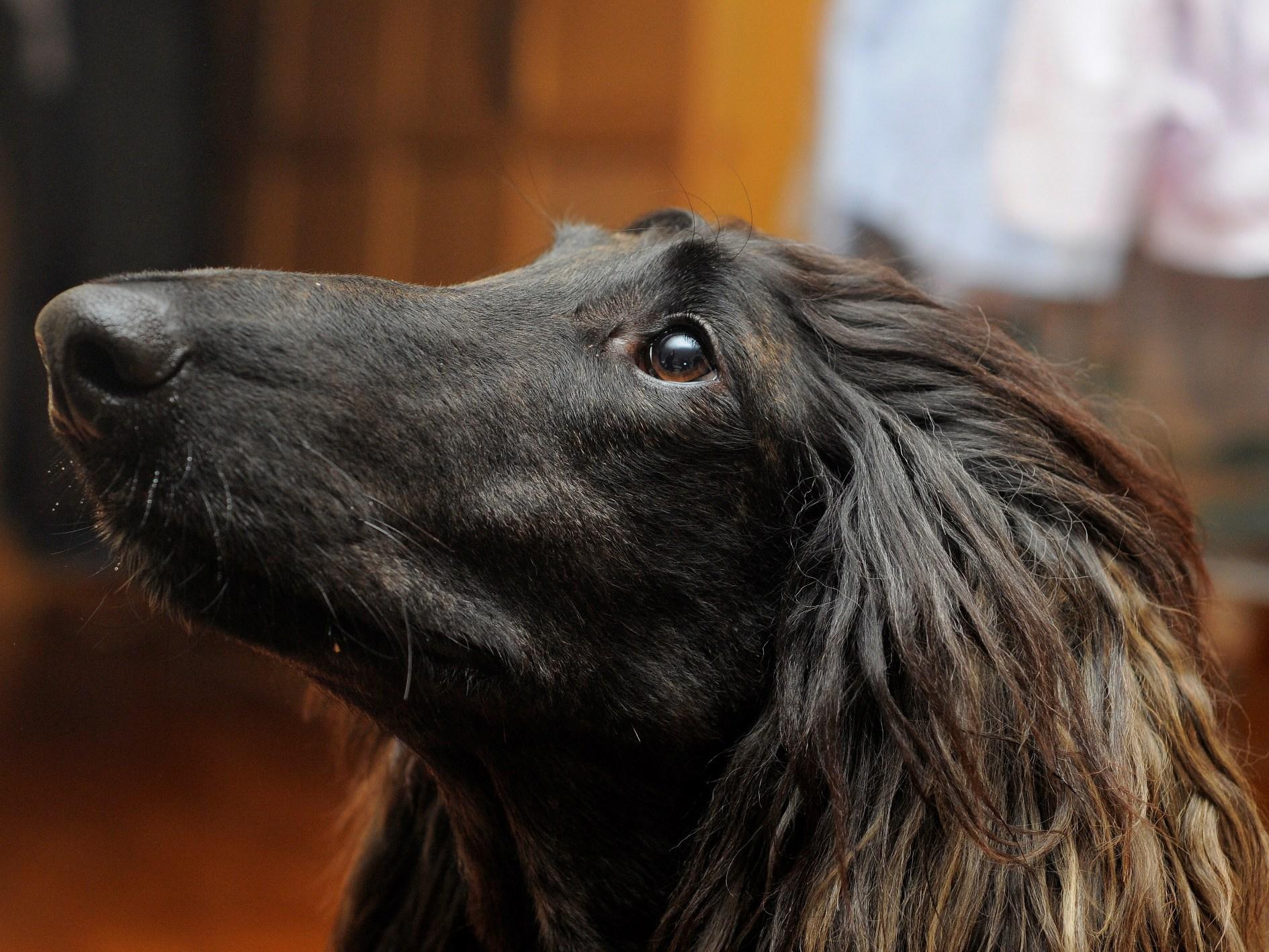 Afghan Hound Wallpapers - Wallpaper Cave