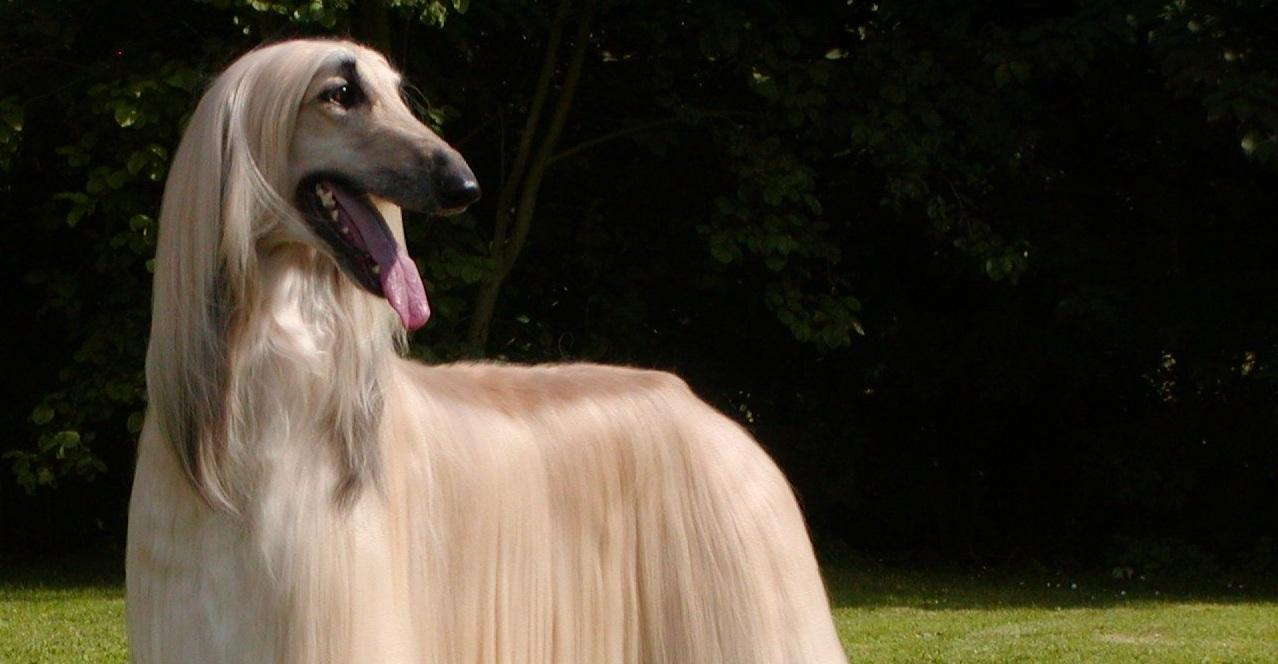 Cute light Afghan Hound photo and wallpaper. Beautiful Cute light