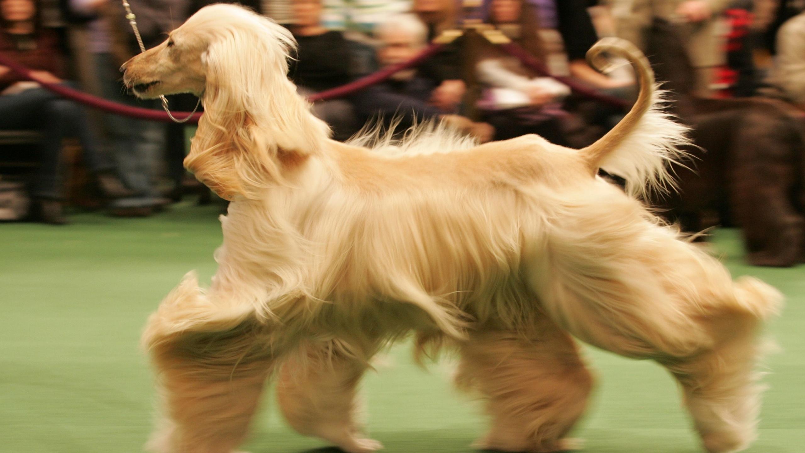 Photos Sighthound Afghan Hound Dogs Ginger color Animals 2560x1440